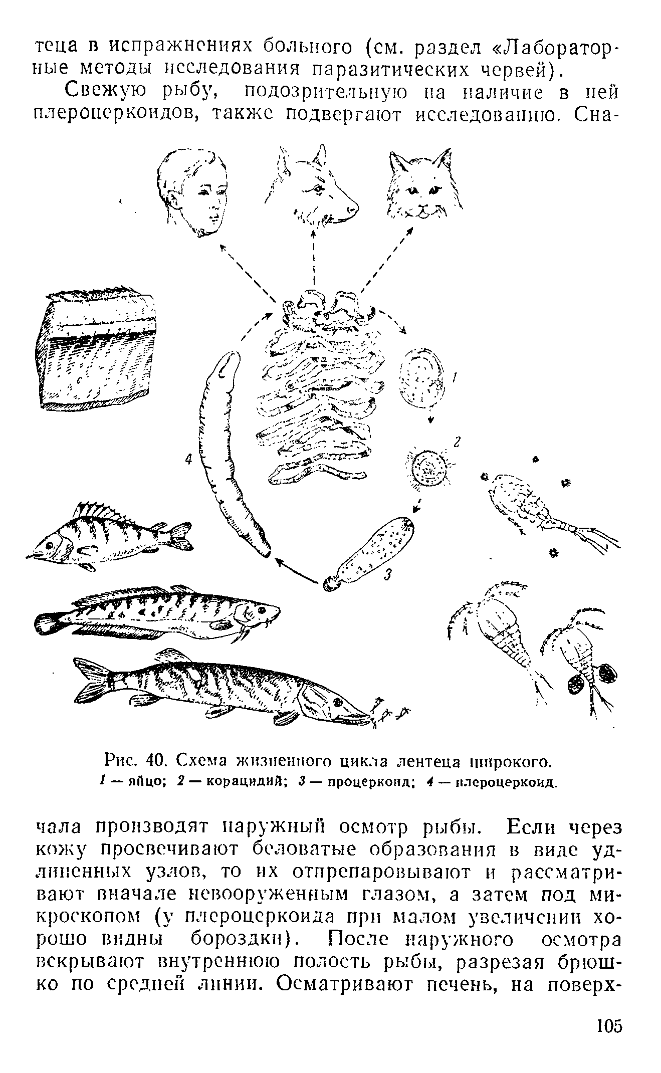 Рис. 40. Схема жизненного цикла лентеца широкого. / — яйцо 2 — корацидий 3 — процеркоид 4 — плероцеркоид.