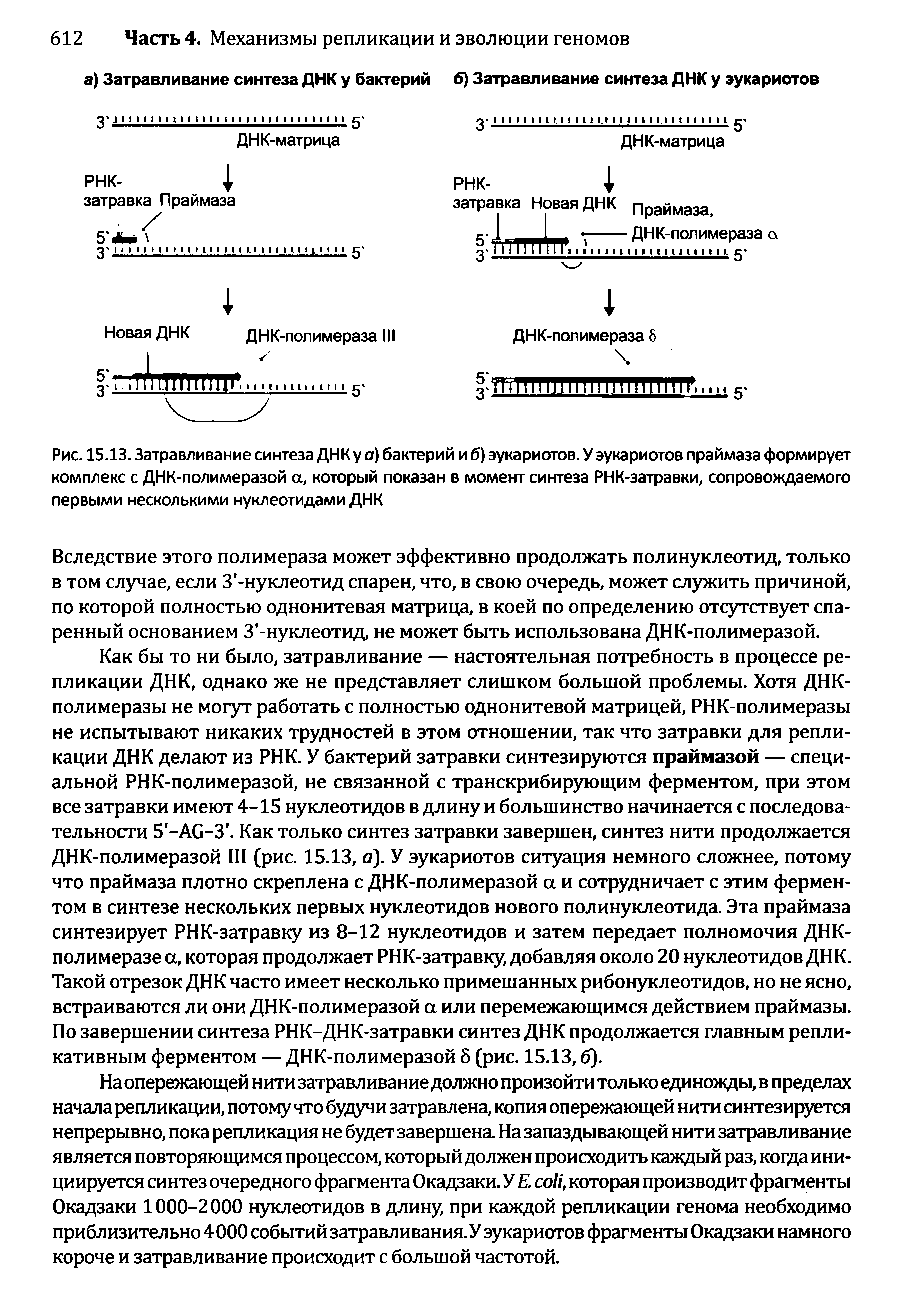 Рис. 15.13. Затравливание синтеза ДНК у а) бактерий и б) эукариотов. У эукариотов праймаза формирует комплекс с ДНК-полимеразой а, который показан в момент синтеза РНК-затравки, сопровождаемого первыми несколькими нуклеотидами ДНК...