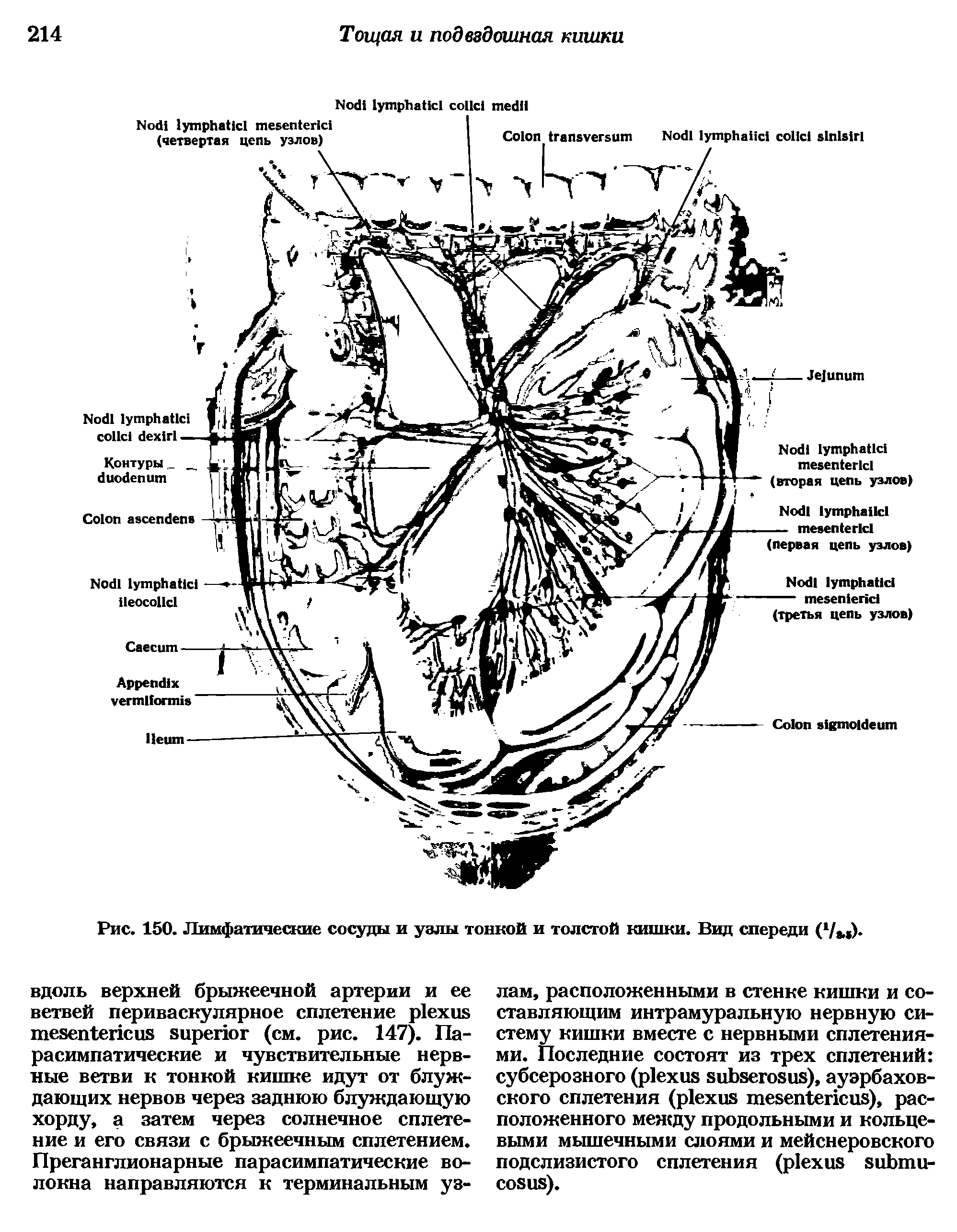 Рис. 150. Лимфатические сосуды и узлы тонкой и толстой кишки. Вид спереди ( /, ) ...