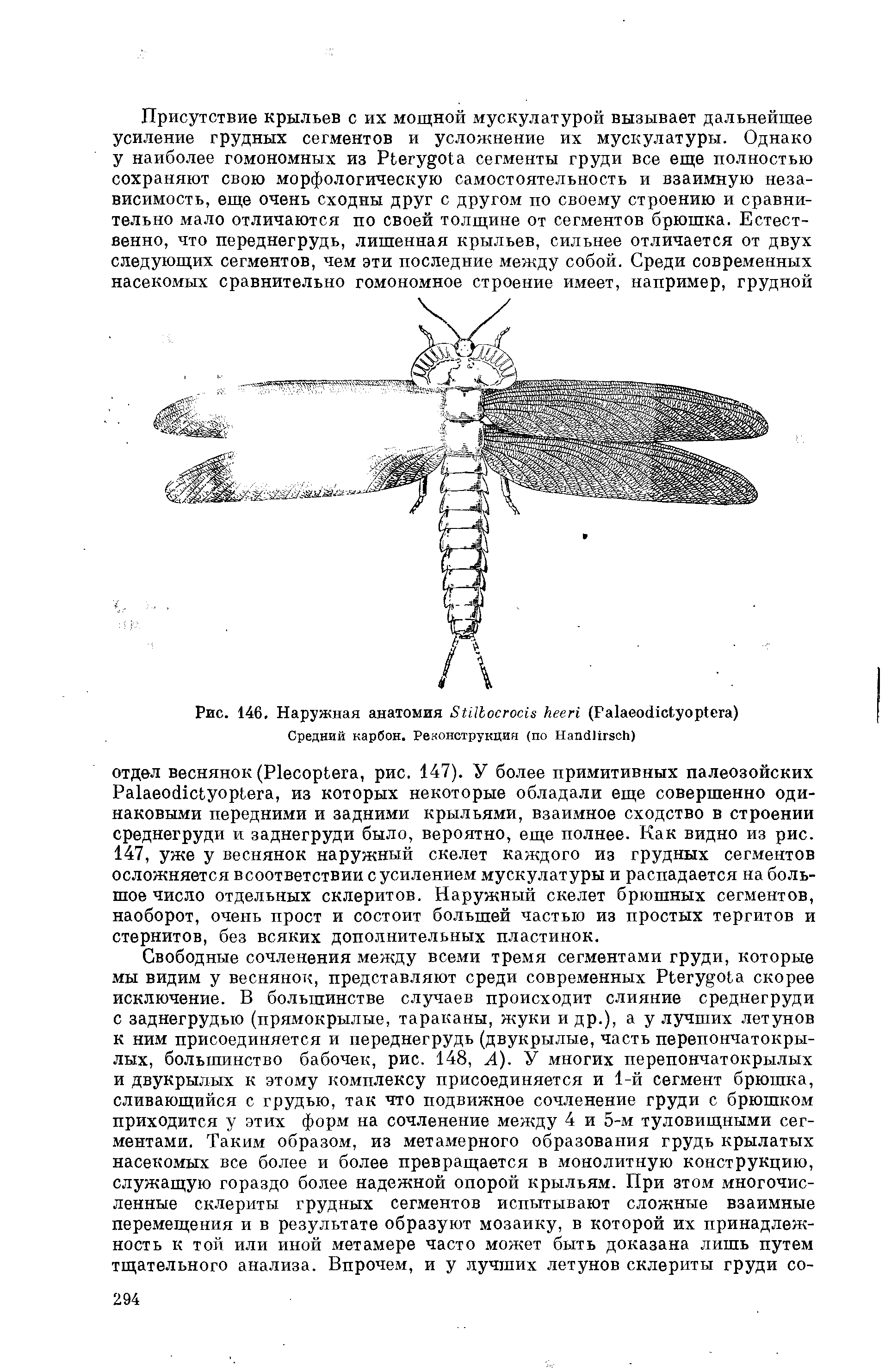 Рис. 146. Наружная анатомия БШЪосгоаа 1гееп (Ра1аео<Нс1уор1ега)...