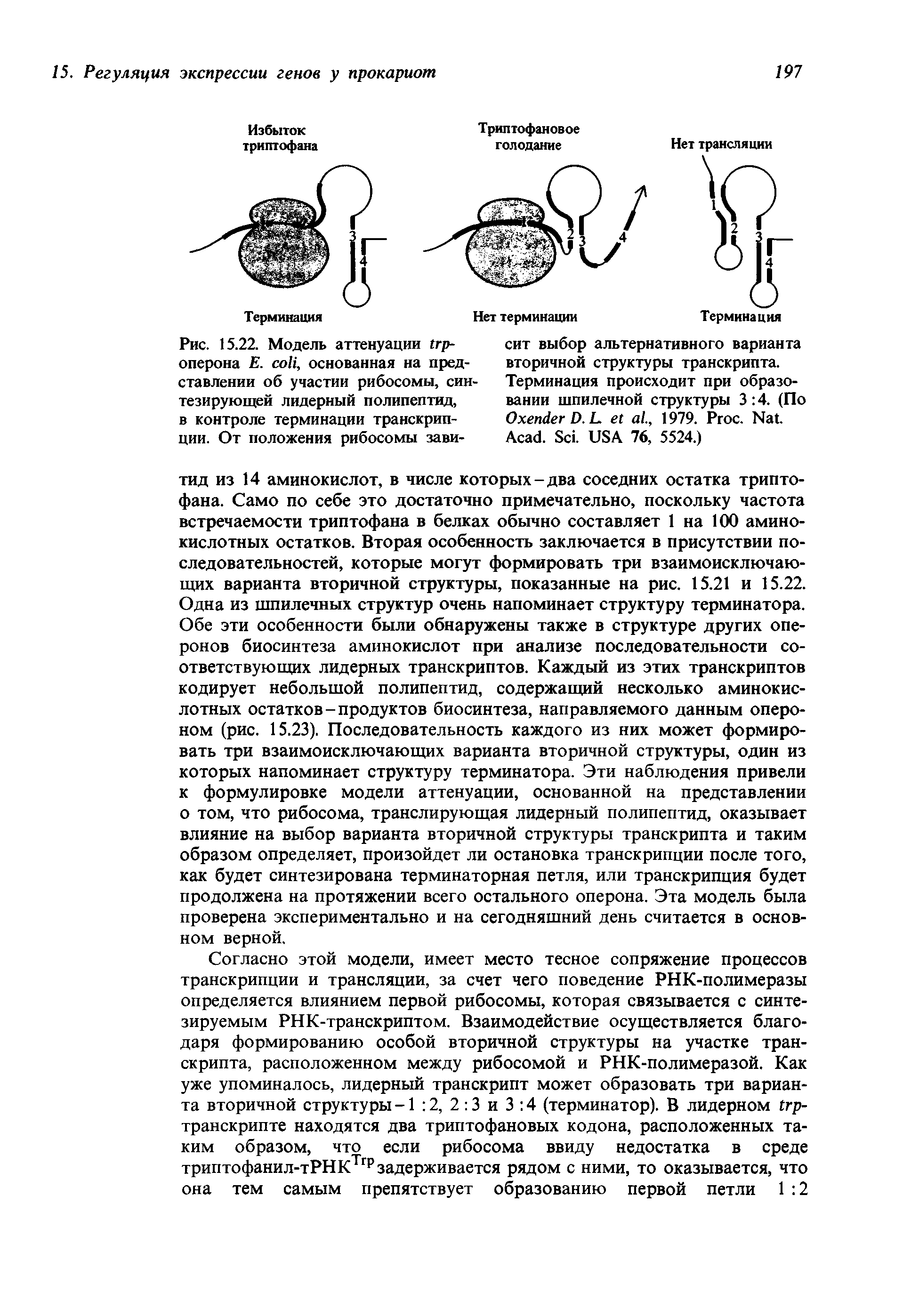 Рис. 15.22. Модель аттенуации -оперона Е. , основанная на представлении об участии рибосомы, синтезирующей лидерный полипептид, в контроле терминации транскрипции. От положения рибосомы зави-...