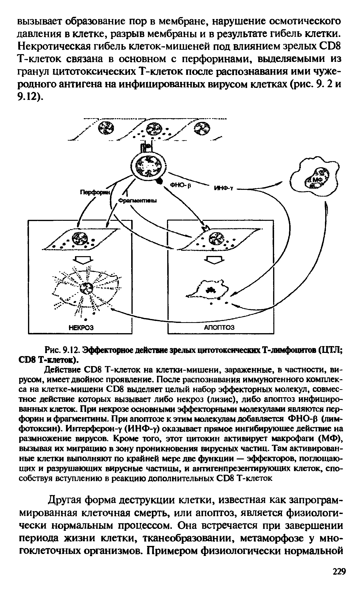 Рис. 9.12. Эффекторное действие зрелых цитотоксических Т-лимфоцитов (ЦТЛ CD8 Т-клеток).