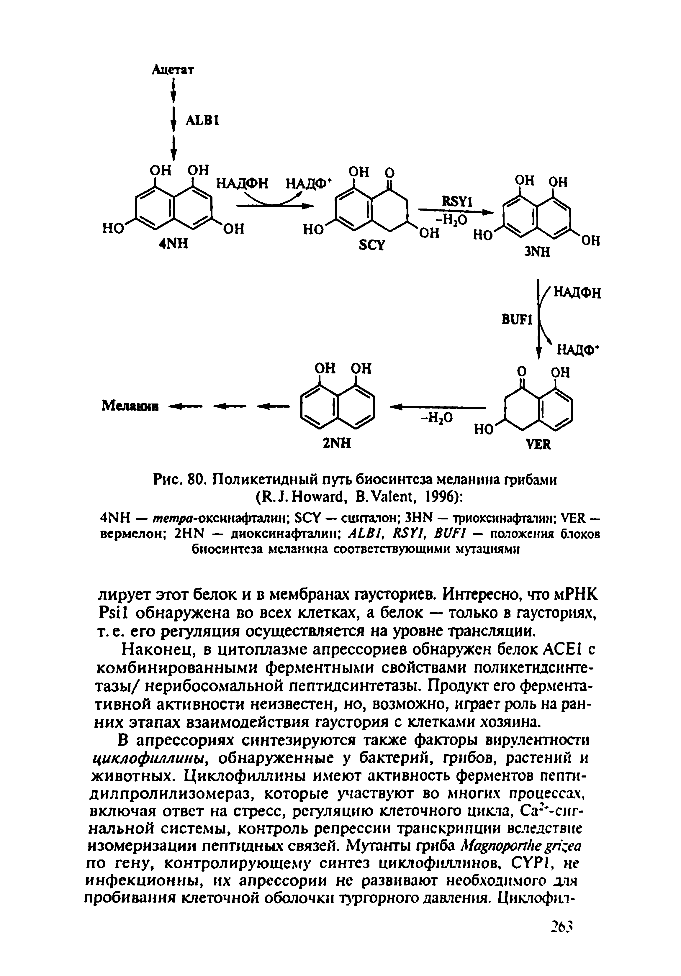 Рис. 80. Поликетидный путь биосинтеза меланина грибами (R.J. H , В. V , 1996) ...