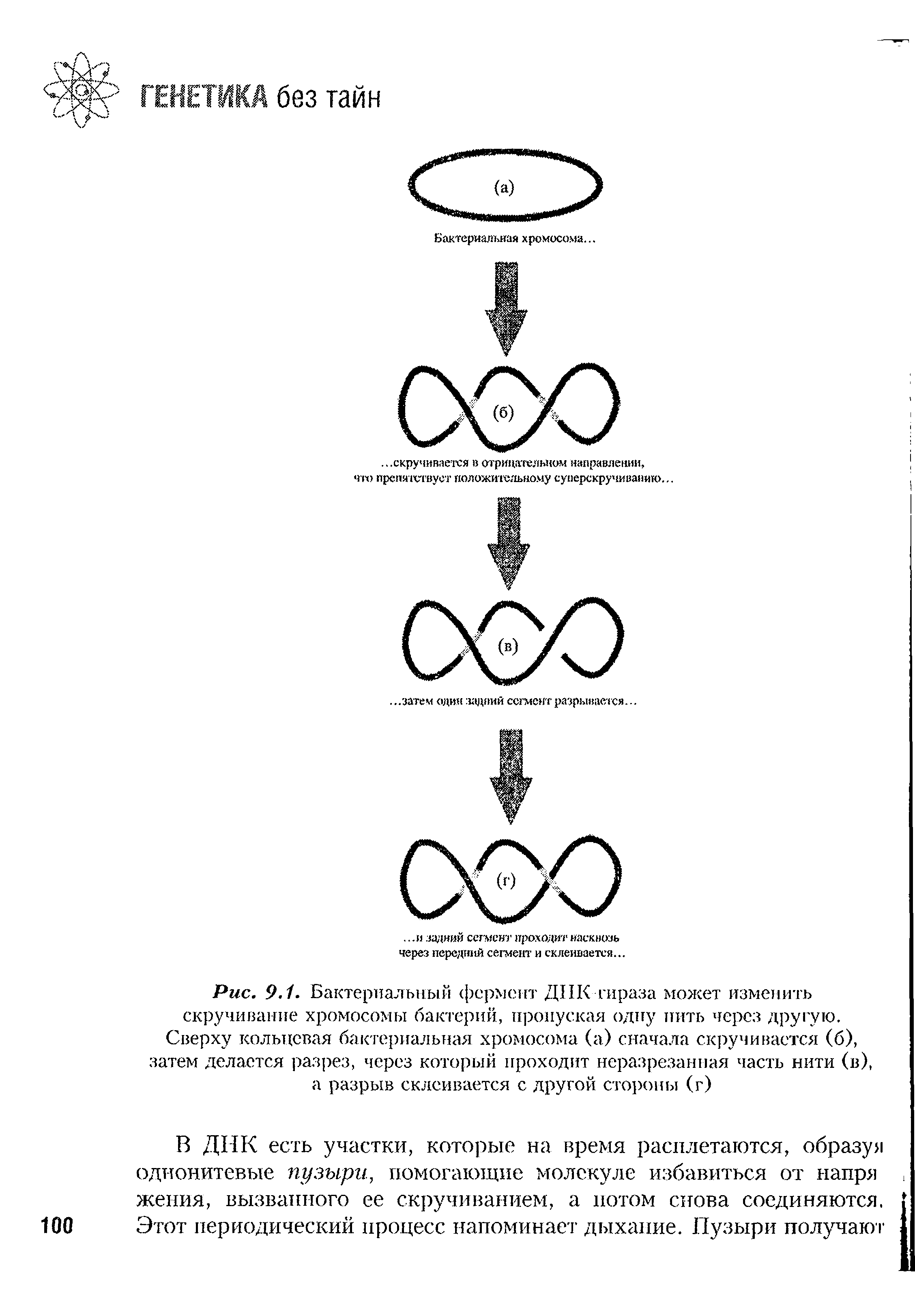 Рис. 9.1. Бактериальный фермент ДНК гираза может изменить скручивание хромосомы бактерий, пропуская одну пить через другую. Сверху кольцевая бактериальная хромосома (а) сначала скручивается (б), затем делается разрез, через который проходит неразрезанная часть нити (в), а разрыв склеивается с другой стороны (г)...