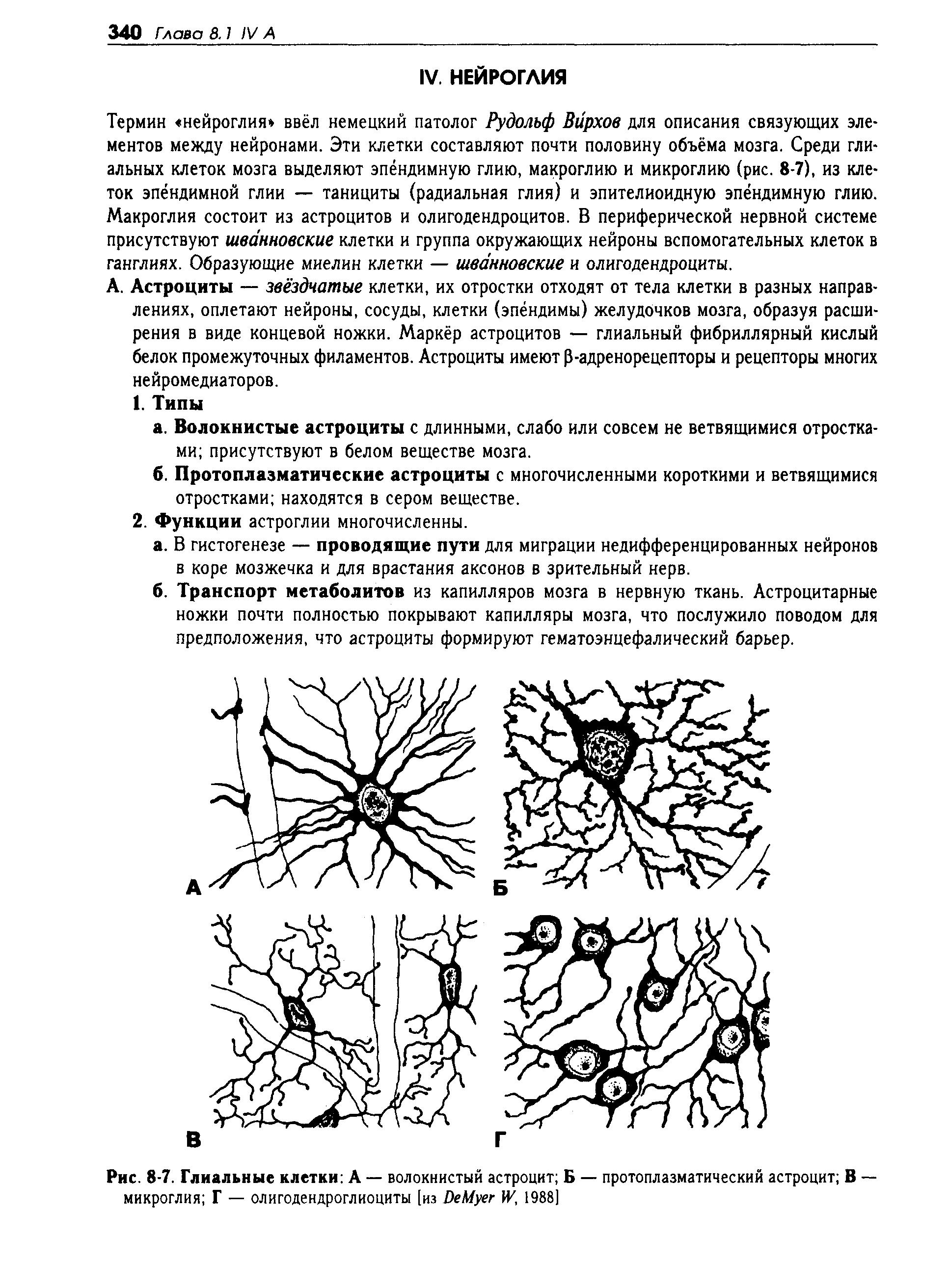 Рис. 8-7. Глиальные клетки А — волокнистый астроцит Б — протоплазматический астроцит В — микроглия Г — олигодендроглиоциты [из РеМуег 1988]...
