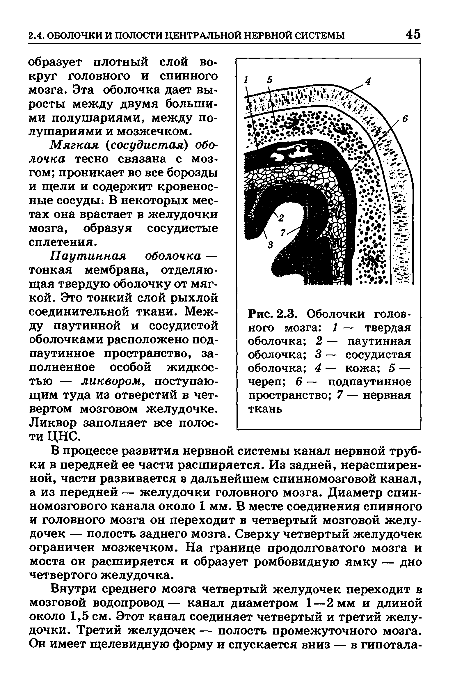 Рис. 2.3. Оболочки головного мозга 1 — твердая оболочка 2 — паутинная оболочка 3 — сосудистая оболочка 4 — кожа 5 — череп 6 — подпаутинное пространство 7 — нервная ткань...