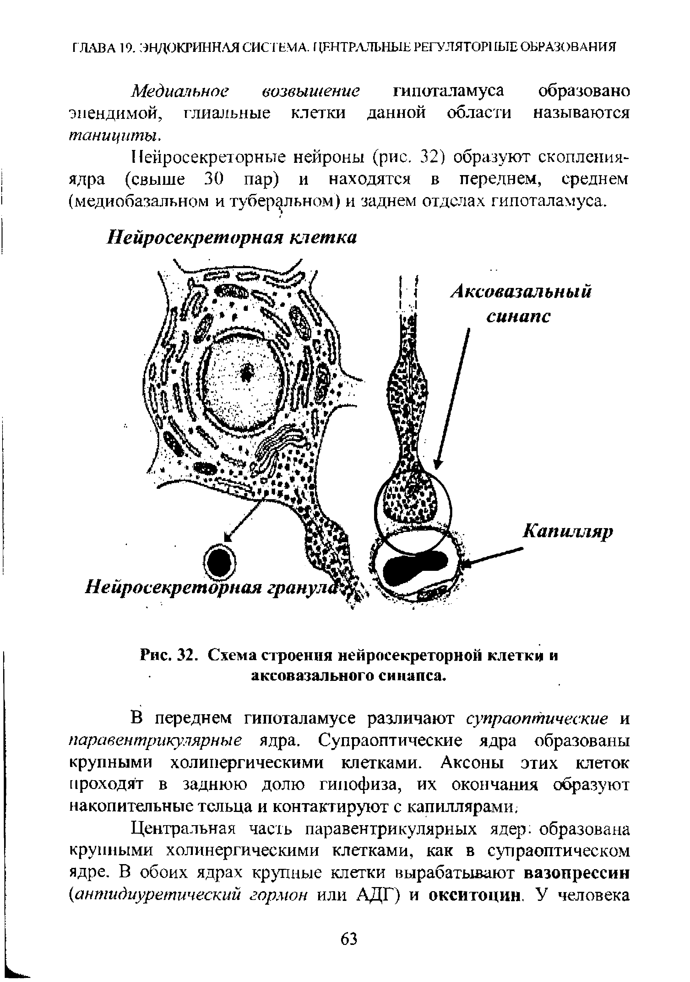 Рис. 32. Схема строения нейросекреторной клетки и аксовазального синапса.