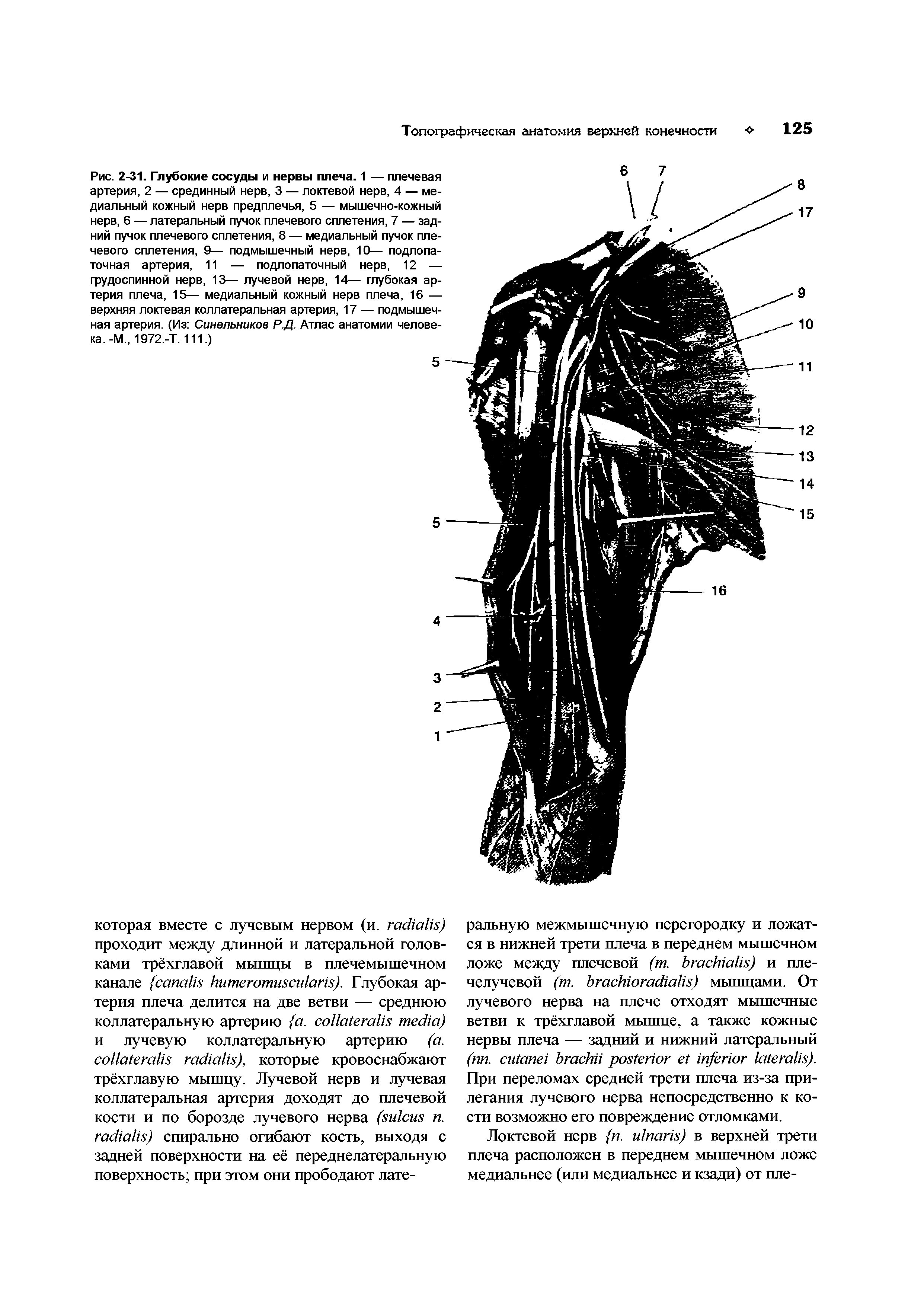 Рис. 2-31. Глубокие сосуды и нервы плеча. 1 — плечевая артерия, 2 — срединный нерв, 3 — локтевой нерв, 4 — медиальный кожный нерв предплечья, 5 — мышечно-кожный нерв, 6 — латеральный пучок плечевого сплетения, 7 — задний пучок плечевого сплетения, 8 — медиальный пучок плечевого сплетения, 9— подмышечный нерв, 10— подлопаточная артерия, 11 — подлопаточный нерв, 12 —...