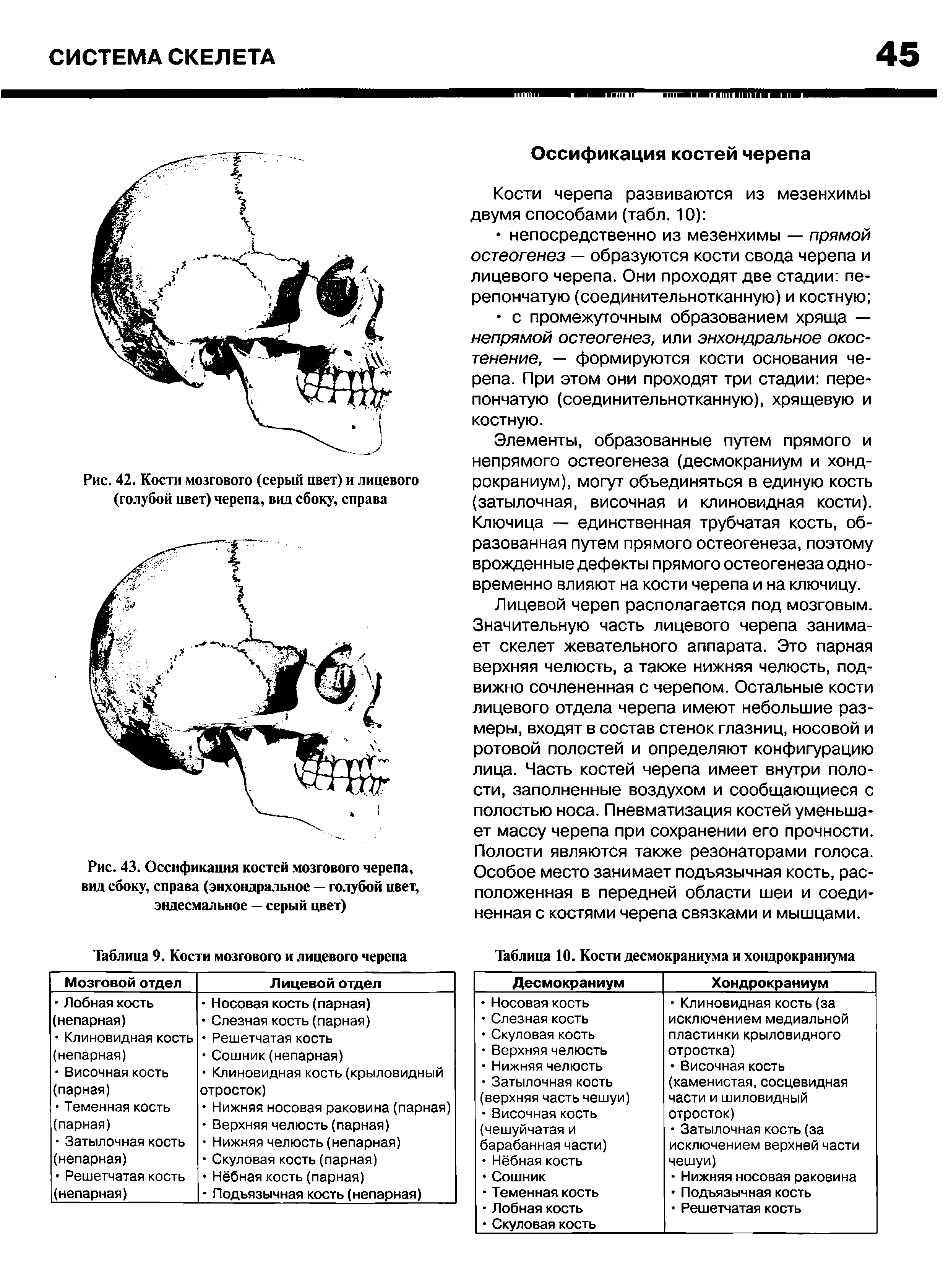 Рис. 43. Оссификация костей мозгового черепа, вид сбоку, справа (энхондралыюе — голубой цвет, эндесмальное — серый цвет)...