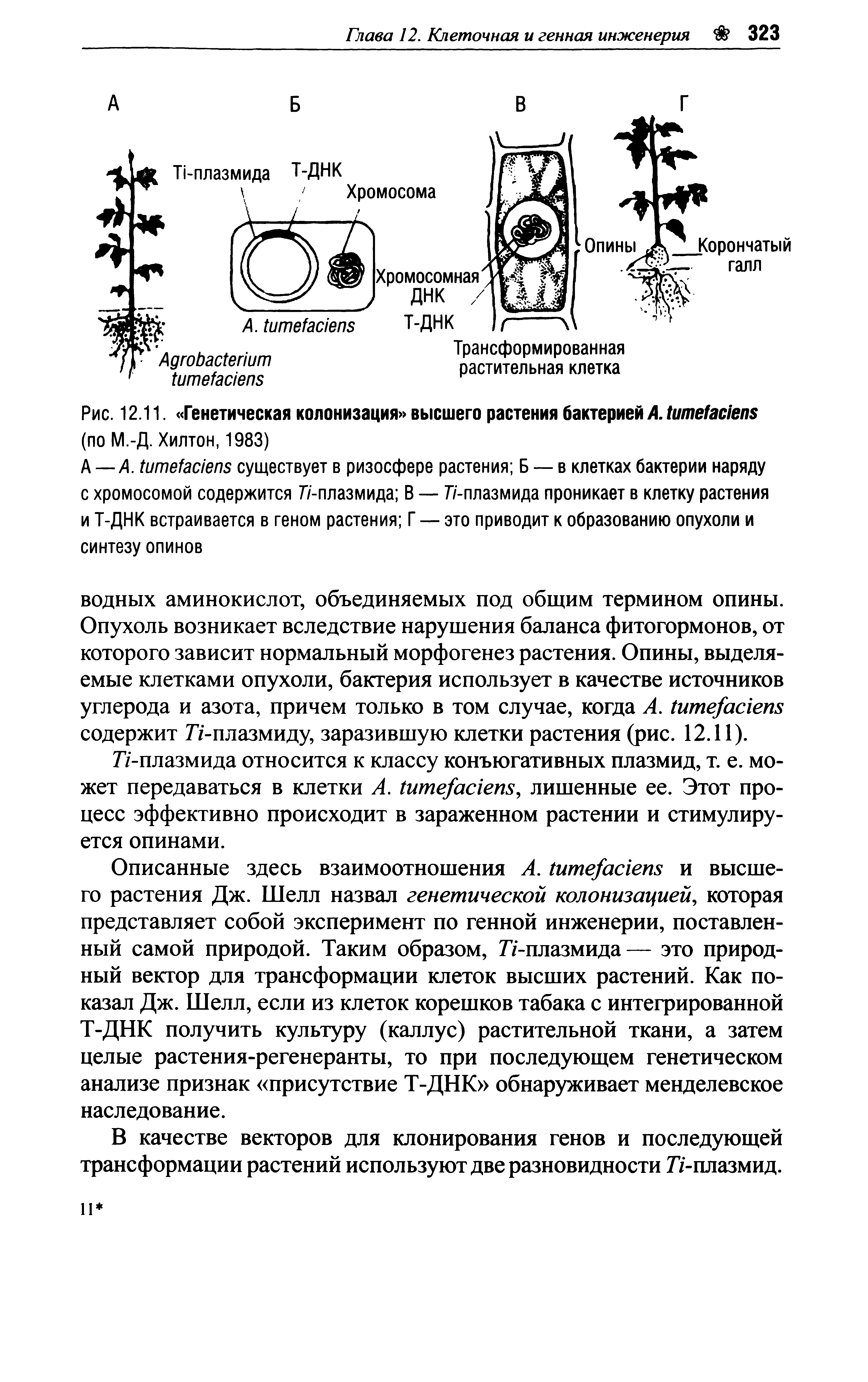 Рис. 12.11. Генетическая колонизация высшего растения бактерией А. 1ите1ас1еп8 (по М.-Д. Хилтон, 1983)...