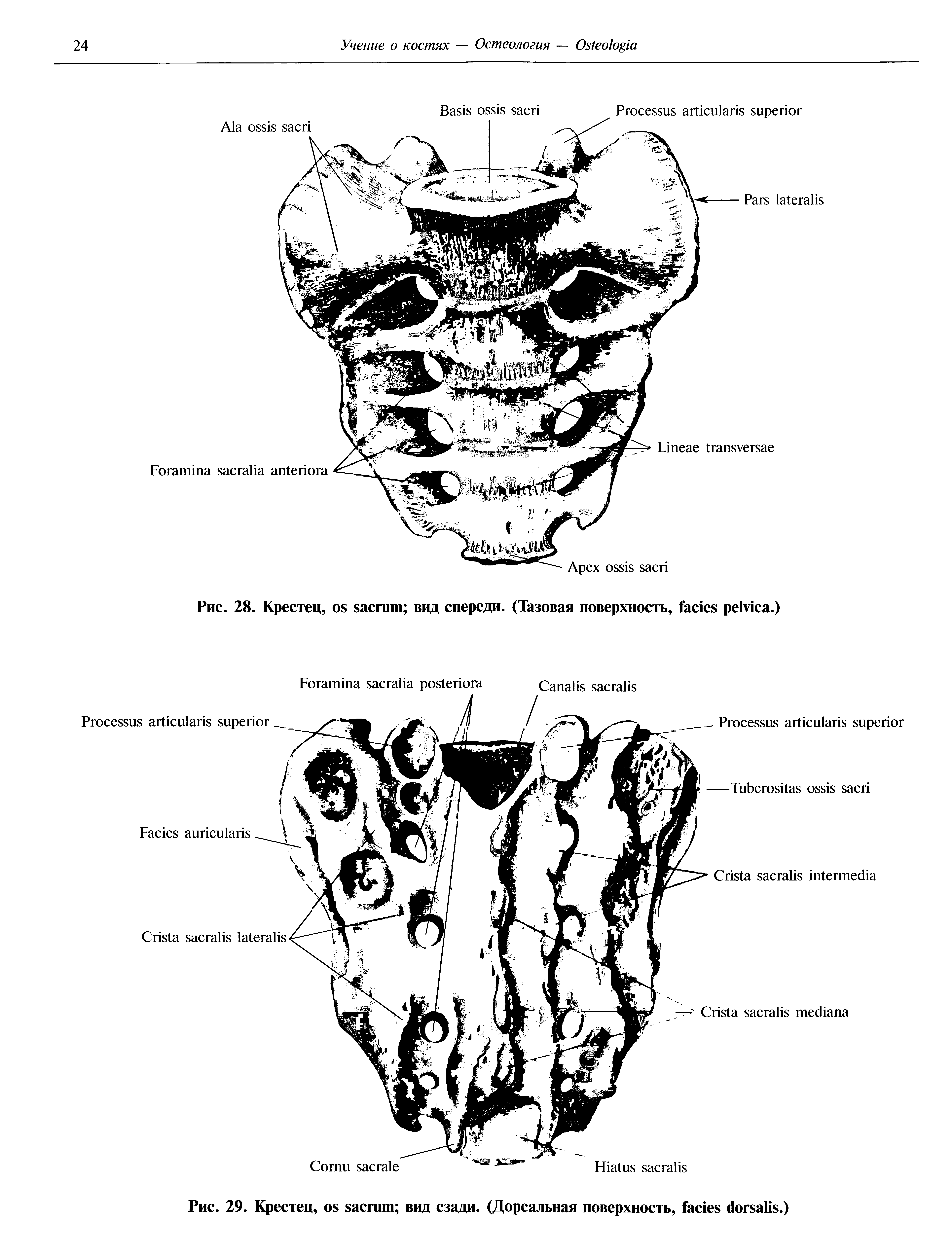 Рис. 29. Крестец, вид сзади. (Дорсальная поверхность, .)...