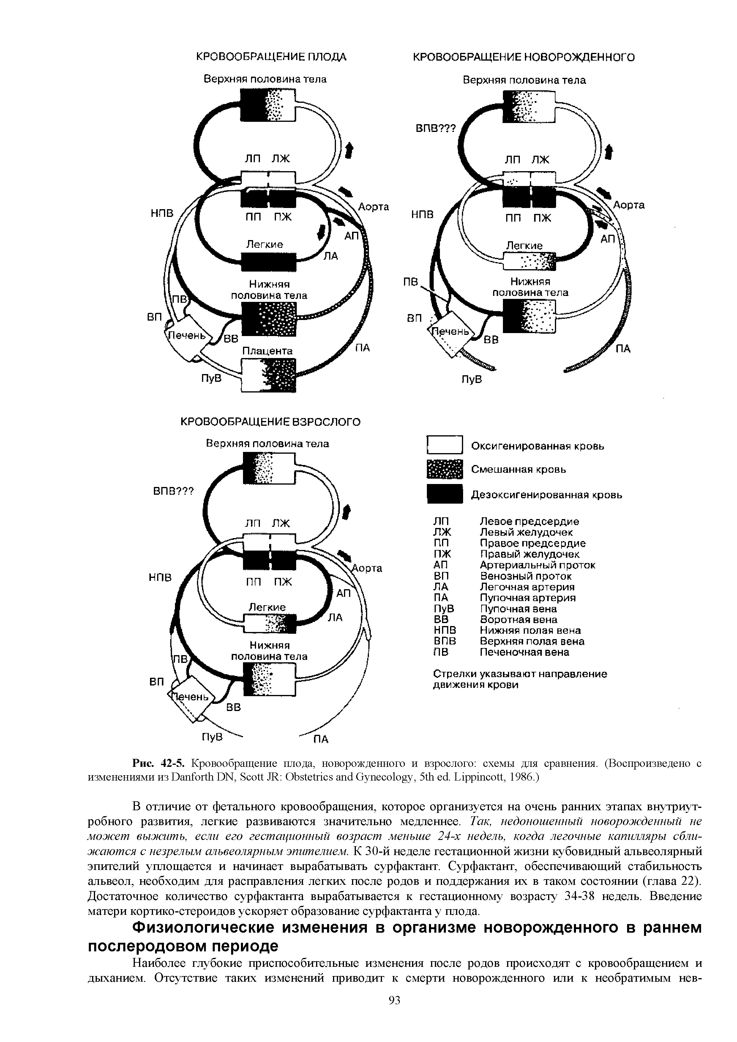 Рис. 42-5. Кровообращение плода, новорожденного и взрослого схемы для сравнения. (Воспроизведено с изменениями из D DN, S JR O G , 5 . L , 1986.)...