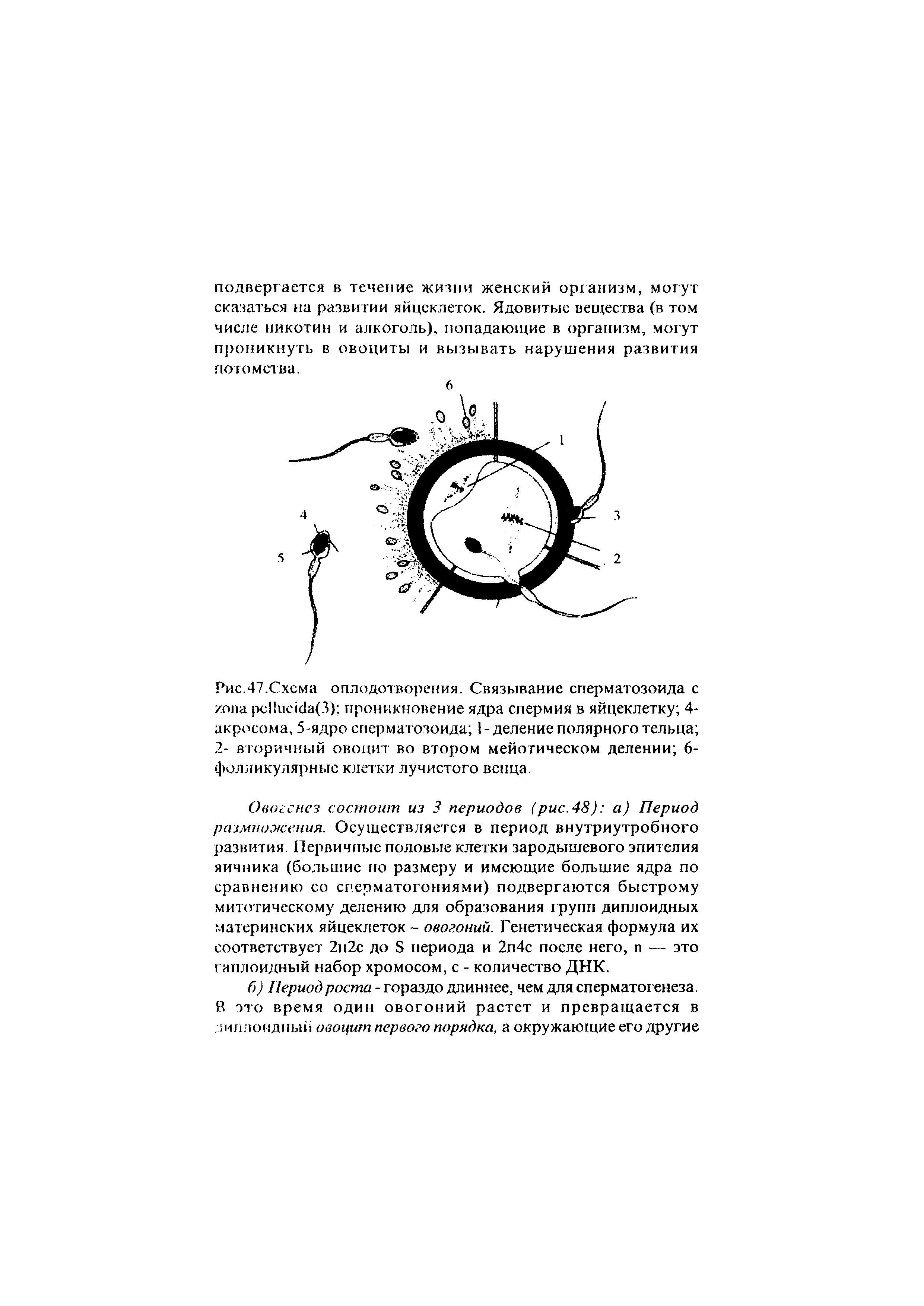 Рис.47.Схема оплодотворения. Связывание сперматозоида с (3) проникновение ядра спермия в яйцеклетку 4-акросома, 5-ядро сперматозоида 1-деление полярного тельца 2- вторичный овоцит во втором мейотическом делении 6-фолликулярныс клетки лучистого венца.