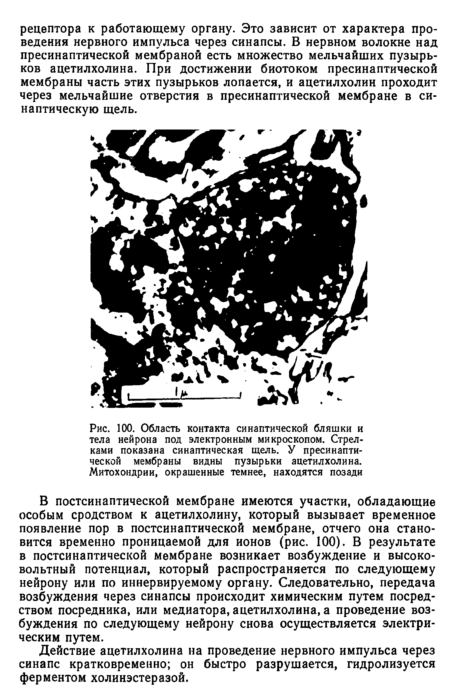 Рис. 100. Область контакта синаптической бляшки и тела нейрона под электронным микроскопом. Стрелками показана синаптическая щель. У пресинаптической мембраны видны пузырьки ацетилхолина. Митохондрии, окрашенные темнее, находятся позади...