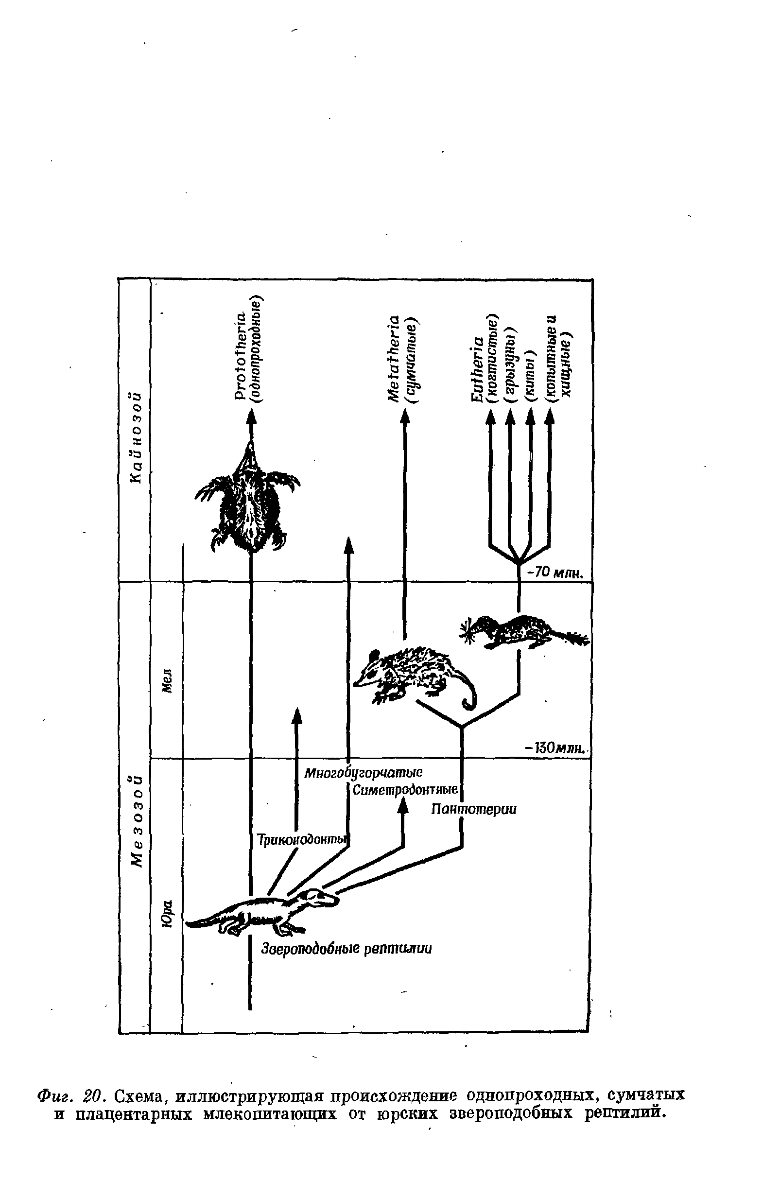 Фиг. 20. Схема, иллюстрирующая происхождение однопроходных, сумчатых и плацентарных млекопитающих от юрских звероподобных рептилии.