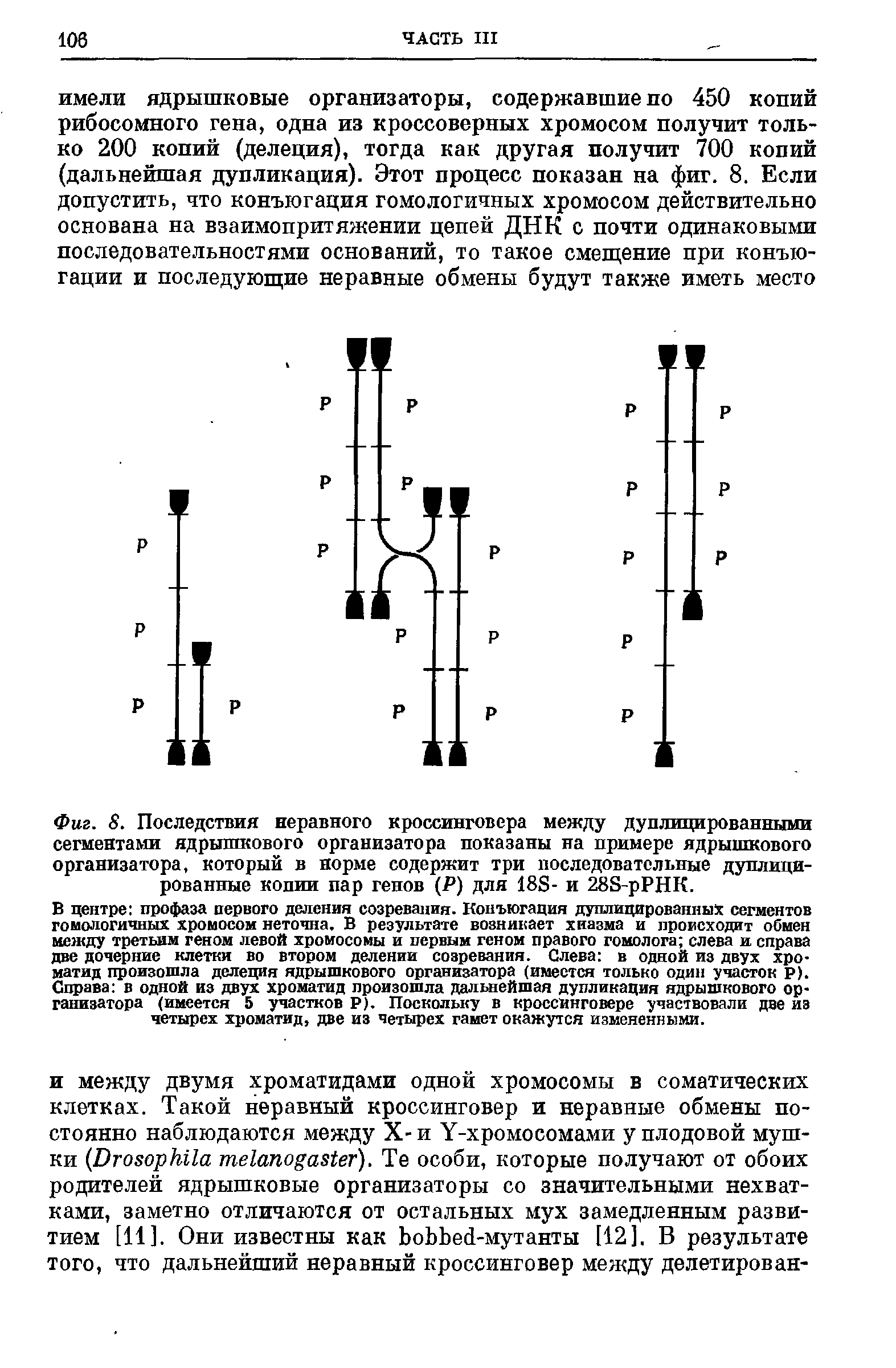 Фиг. 8. Последствия неравного кроссинговера между дуплицированными сегментами ядрышкового организатора показаны на примере ядрышкового организатора, который в норме содержит три последовательные дуплицированные копии пар генов (Р) для 18S- и 28S- PHK.