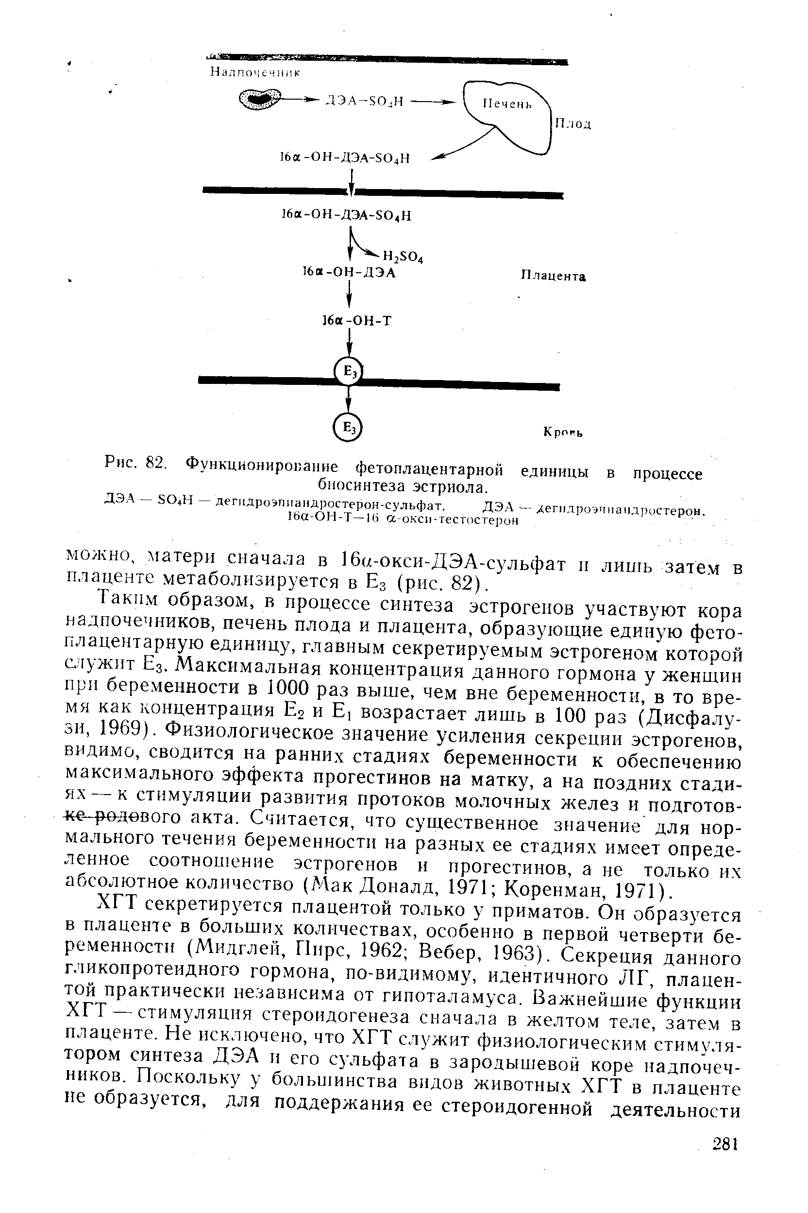 Рис. 82. Функционирование фетоплацентарной единицы в процессе биосинтеза эстриола.