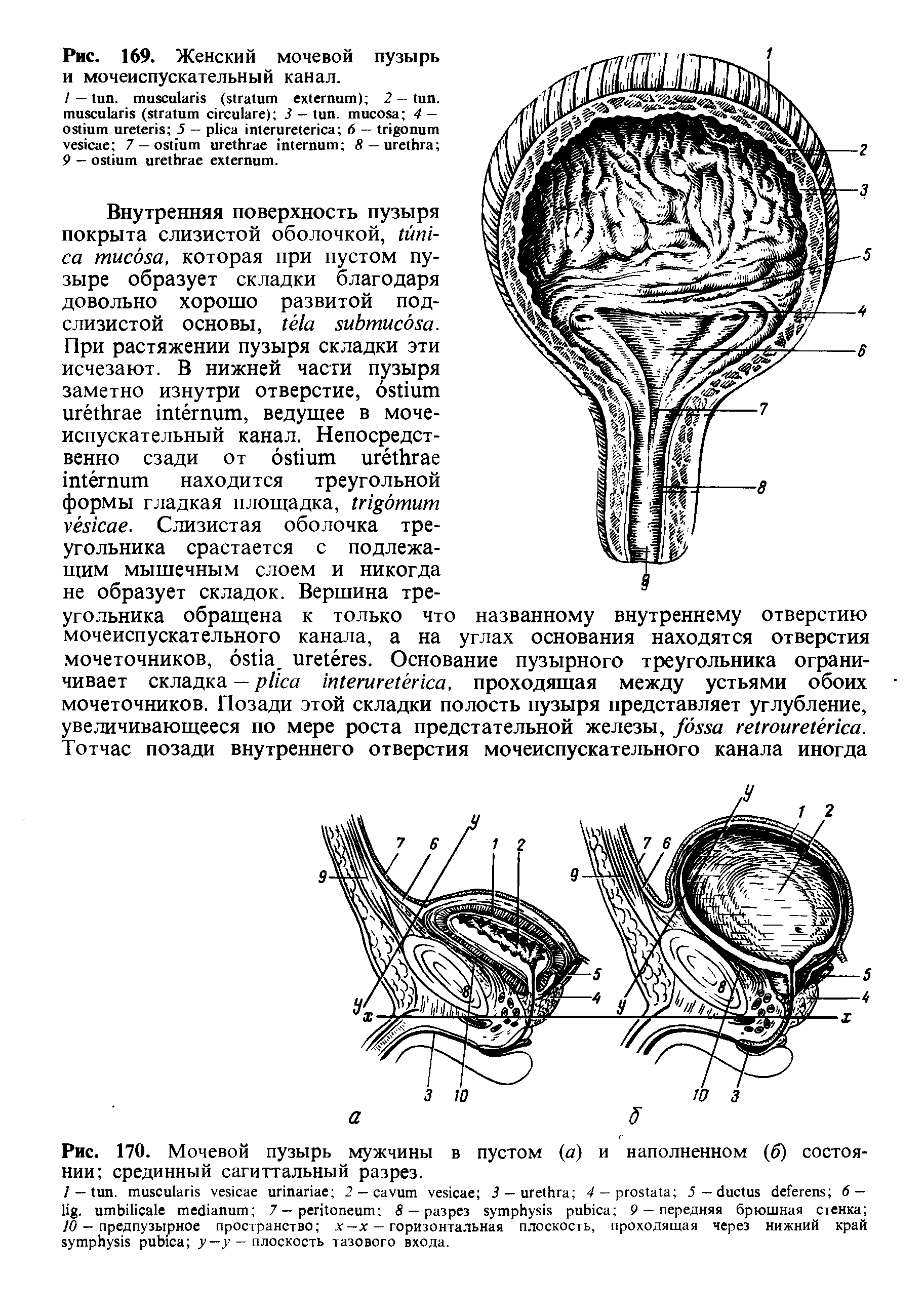 Рис. 170. Мочевой пузырь мужчины в пустом (а) и наполненном (б) состоянии срединный сагиттальный разрез.