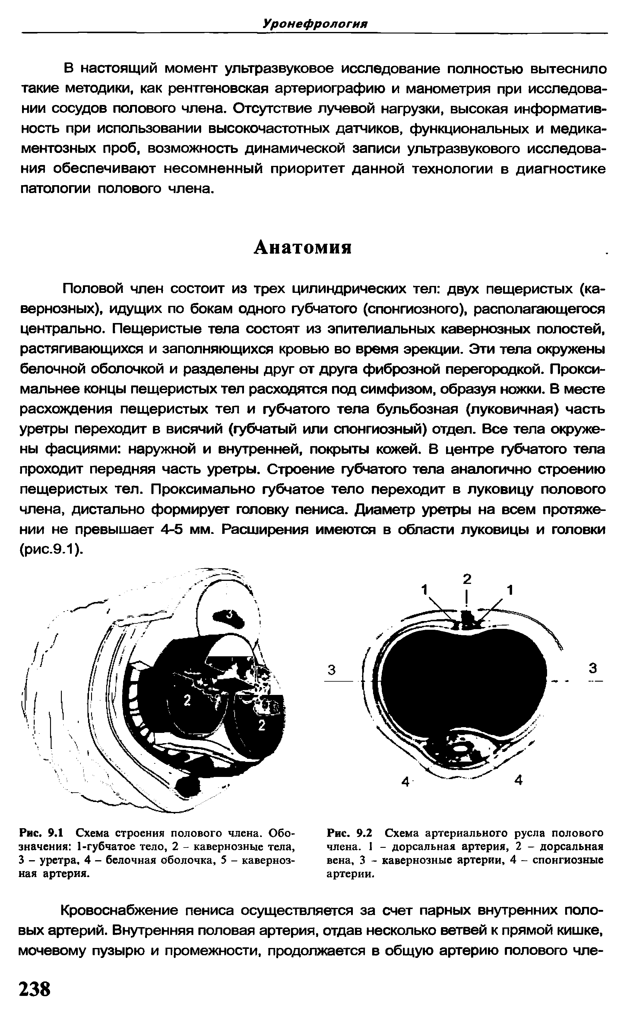 Рис. 9.2 Схема артериального русла полового члена. 1 - дорсальная артерия, 2 - дорсальная вена, 3 - кавернозные артерии, 4 - спонгиозные артерии.