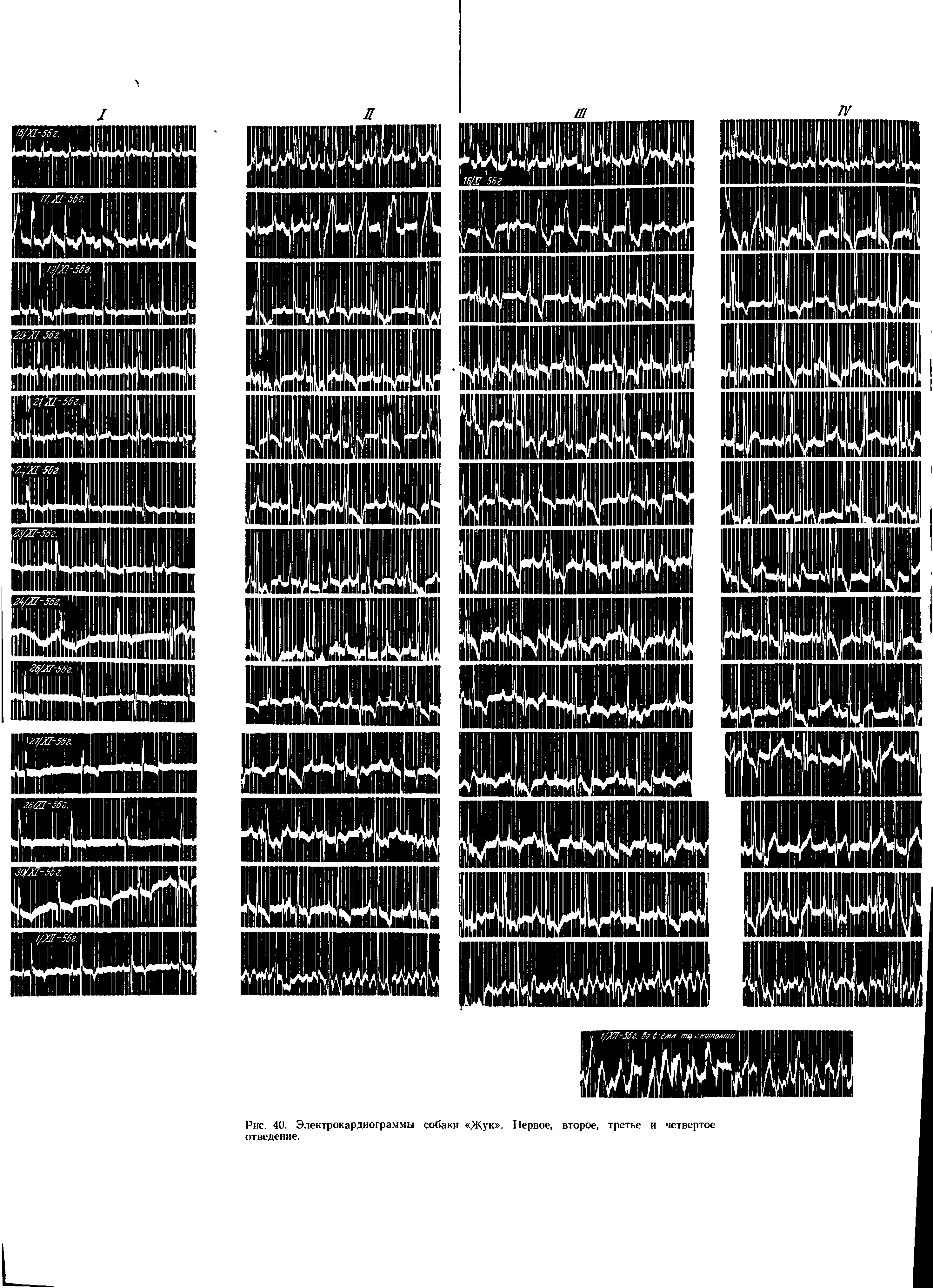 Рис. 40. Электрокардиограммы собаки Жук . Первое, второе, третье и четвертое отведение.