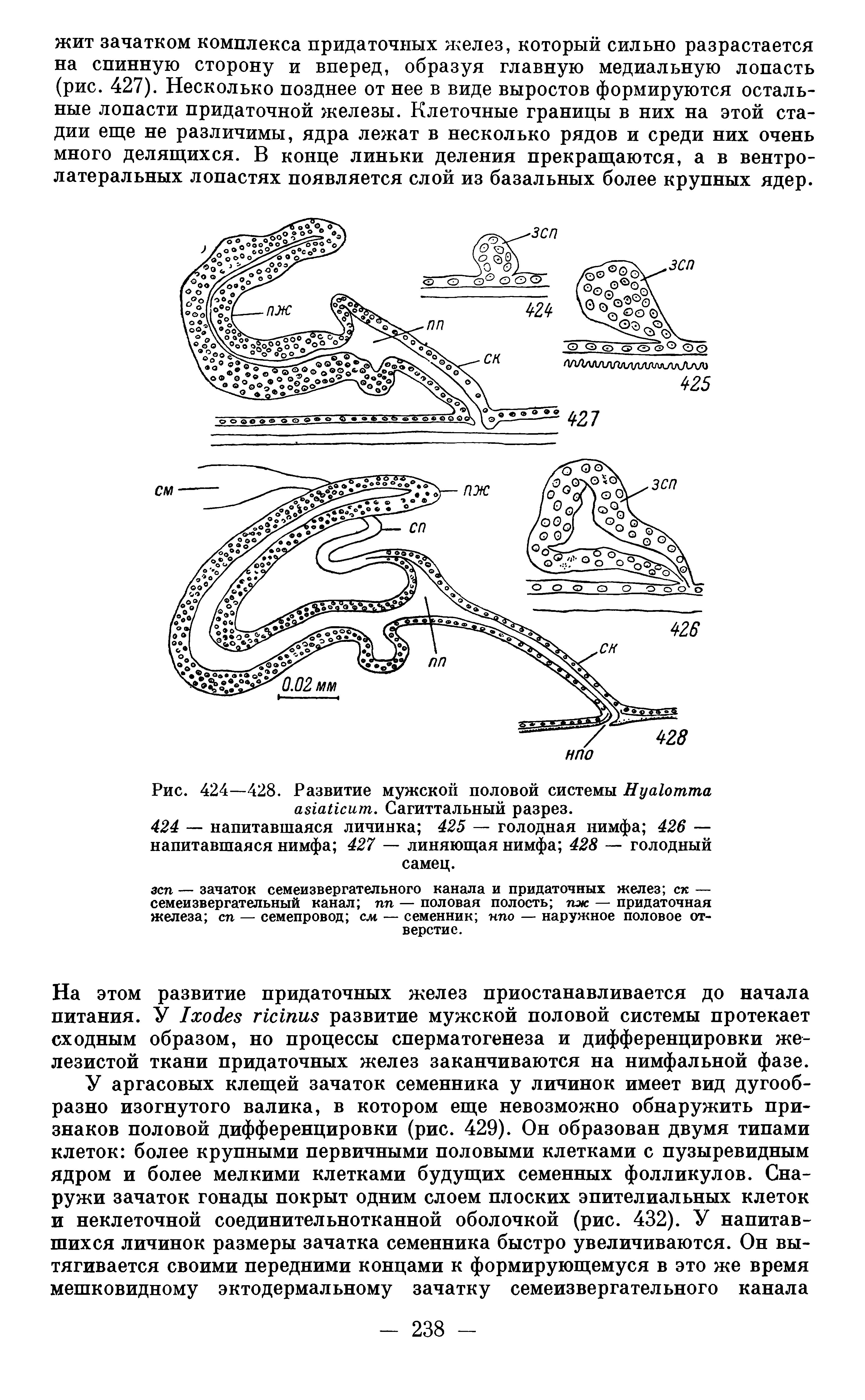 Рис. 424—428. Развитие мужской половой системы Нуа1оттпа а 1аИсит. Сагиттальный разрез.