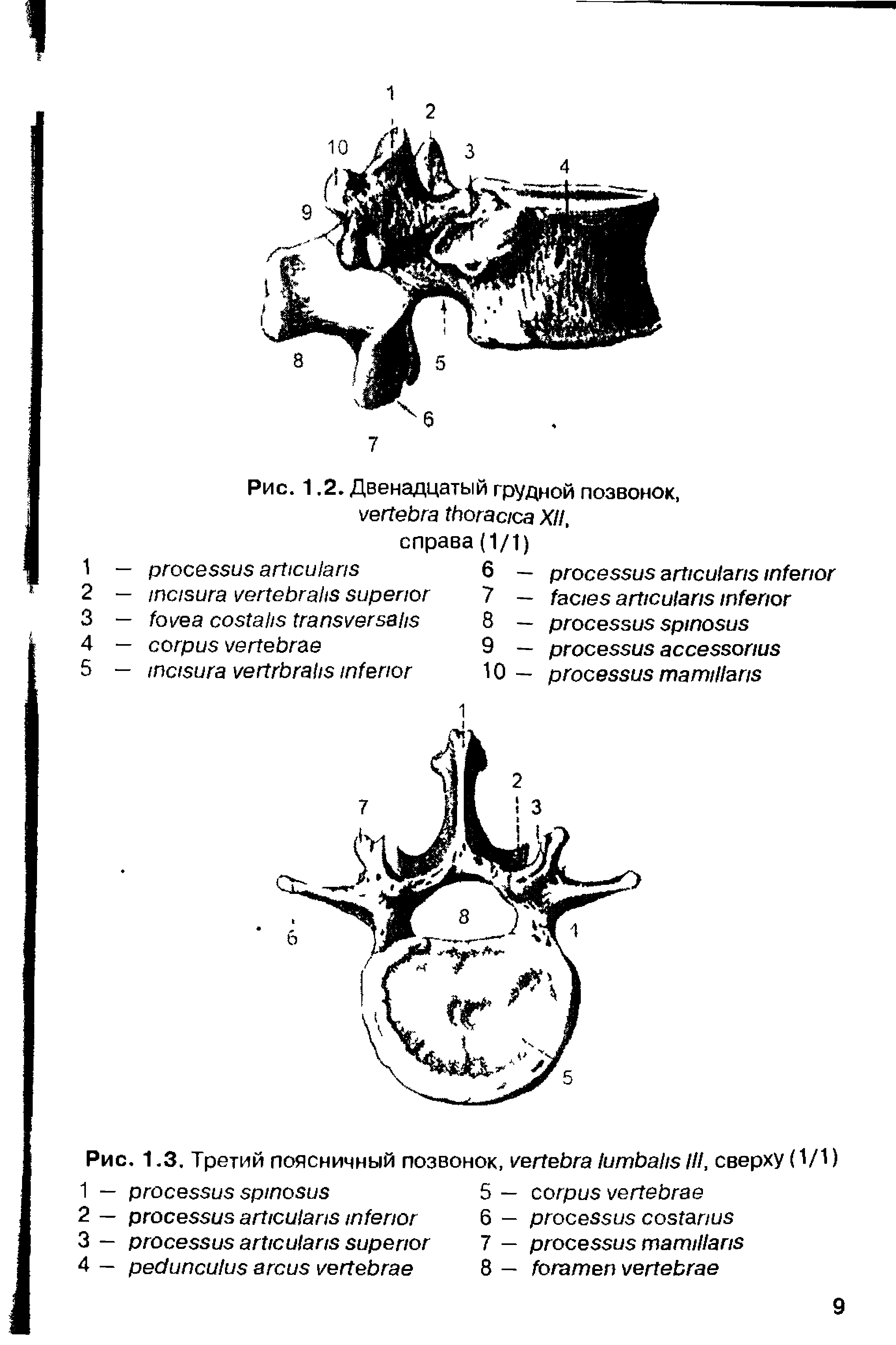 Рис. 1.2. Двенадцатый грудной позвонок, XII, справа(1/1)...