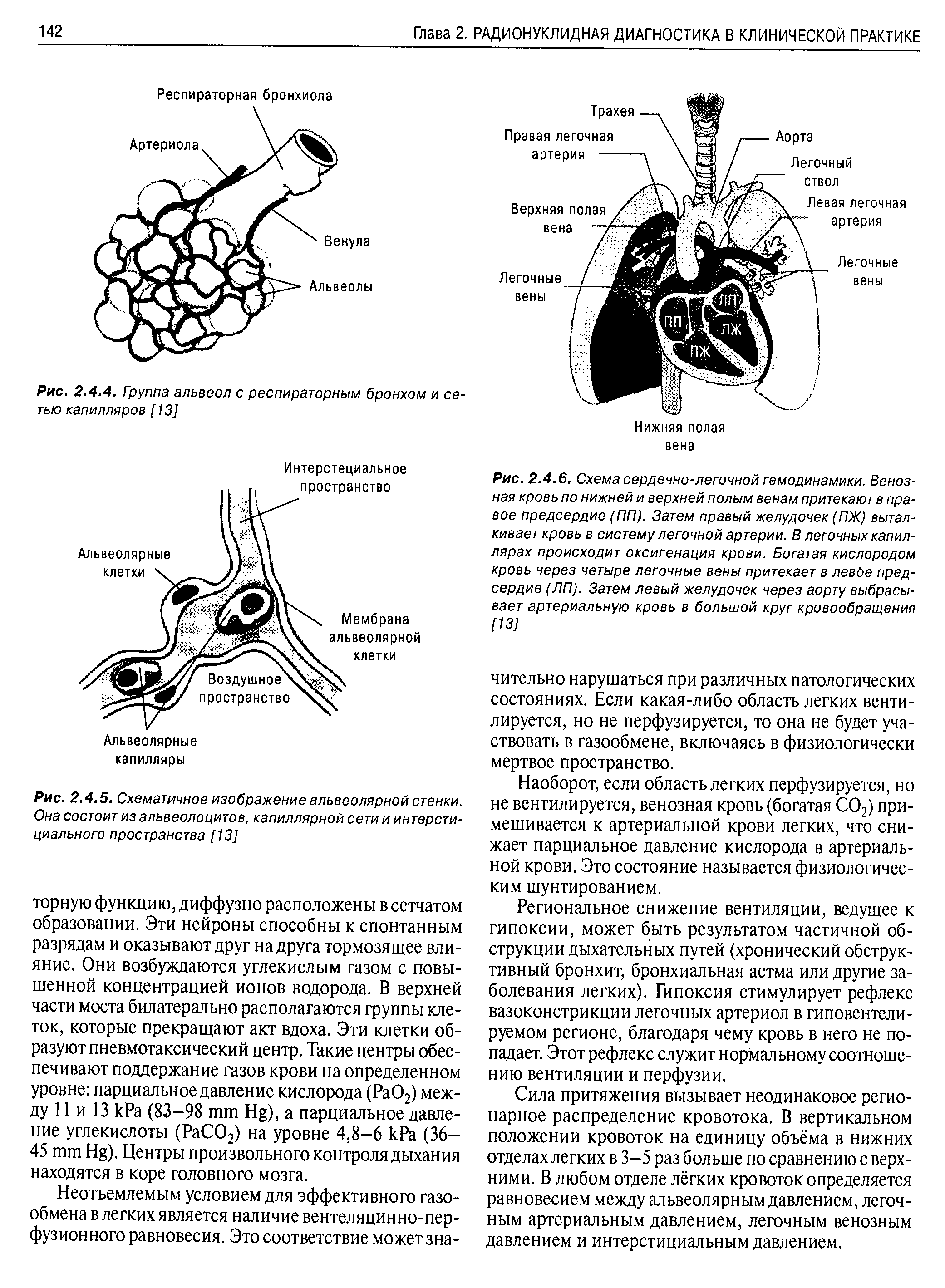 Рис. 2.4.5. Схематичное изображение альвеолярной стенки. Она состоит из альвеолоцитов, капиллярной сети и интерстициального пространства [13]...