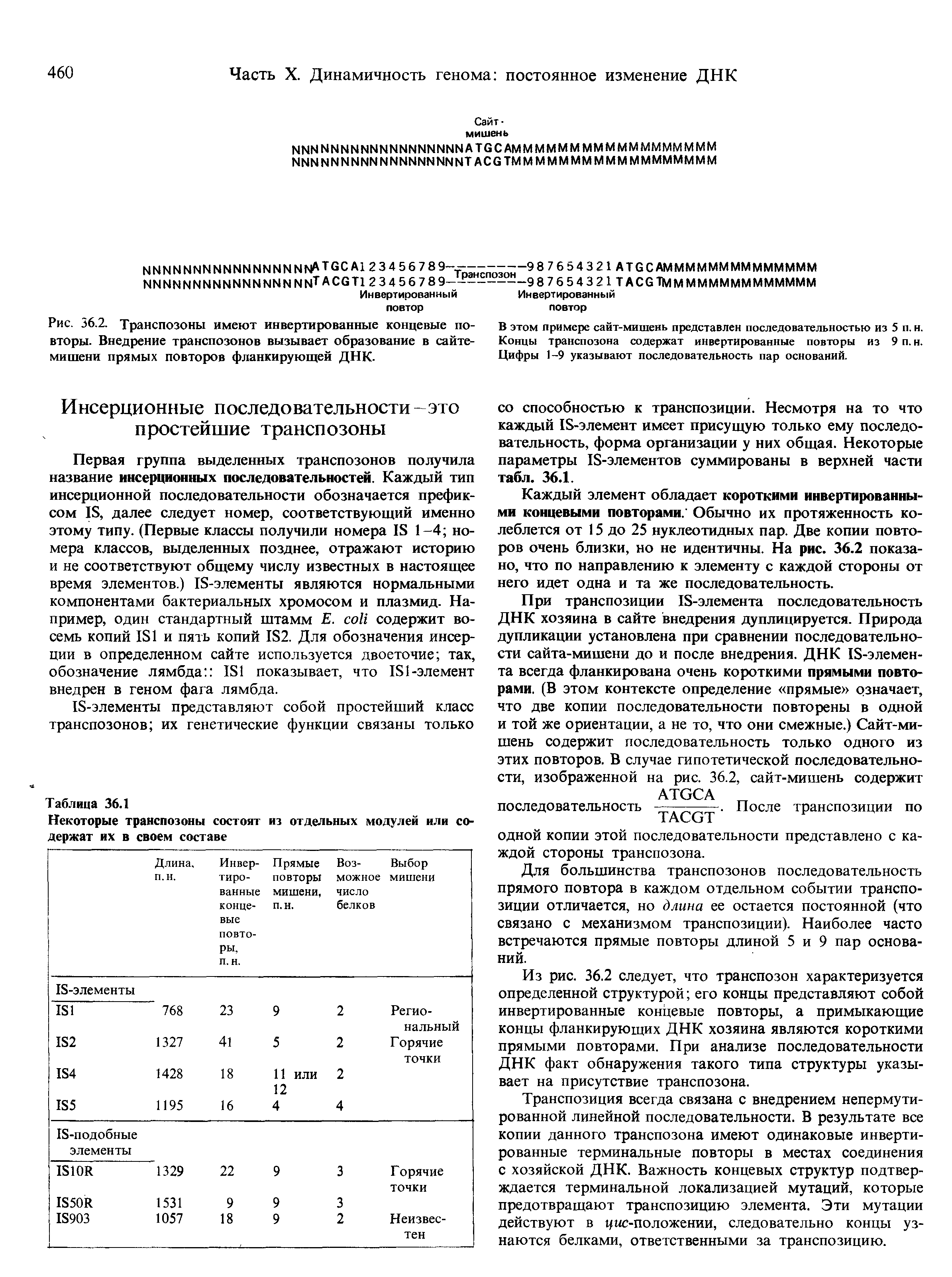 Рис. 36.2. Транспозоны имеют инвертированные концевые повторы. Внедрение транспозонов вызывает образование в сайте-мишени прямых повторов фланкирующей ДНК.