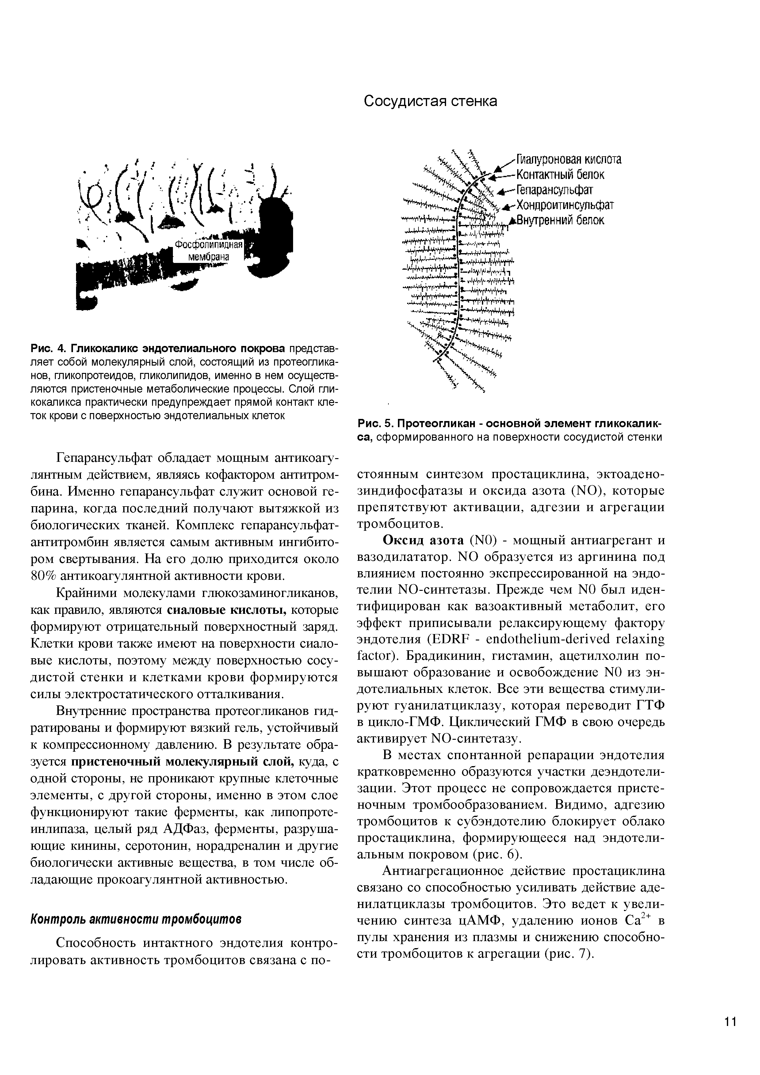 Рис. 4. Гликокаликс эндотелиального покрова представляет собой молекулярный слой, состоящий из протеогликанов, гликопротеидов, гликолипидов, именно в нем осуществляются пристеночные метаболические процессы. Слой гли-кокапикса практически предупреждает прямой контакт клеток крови с поверхностью эндотелиальных клеток...