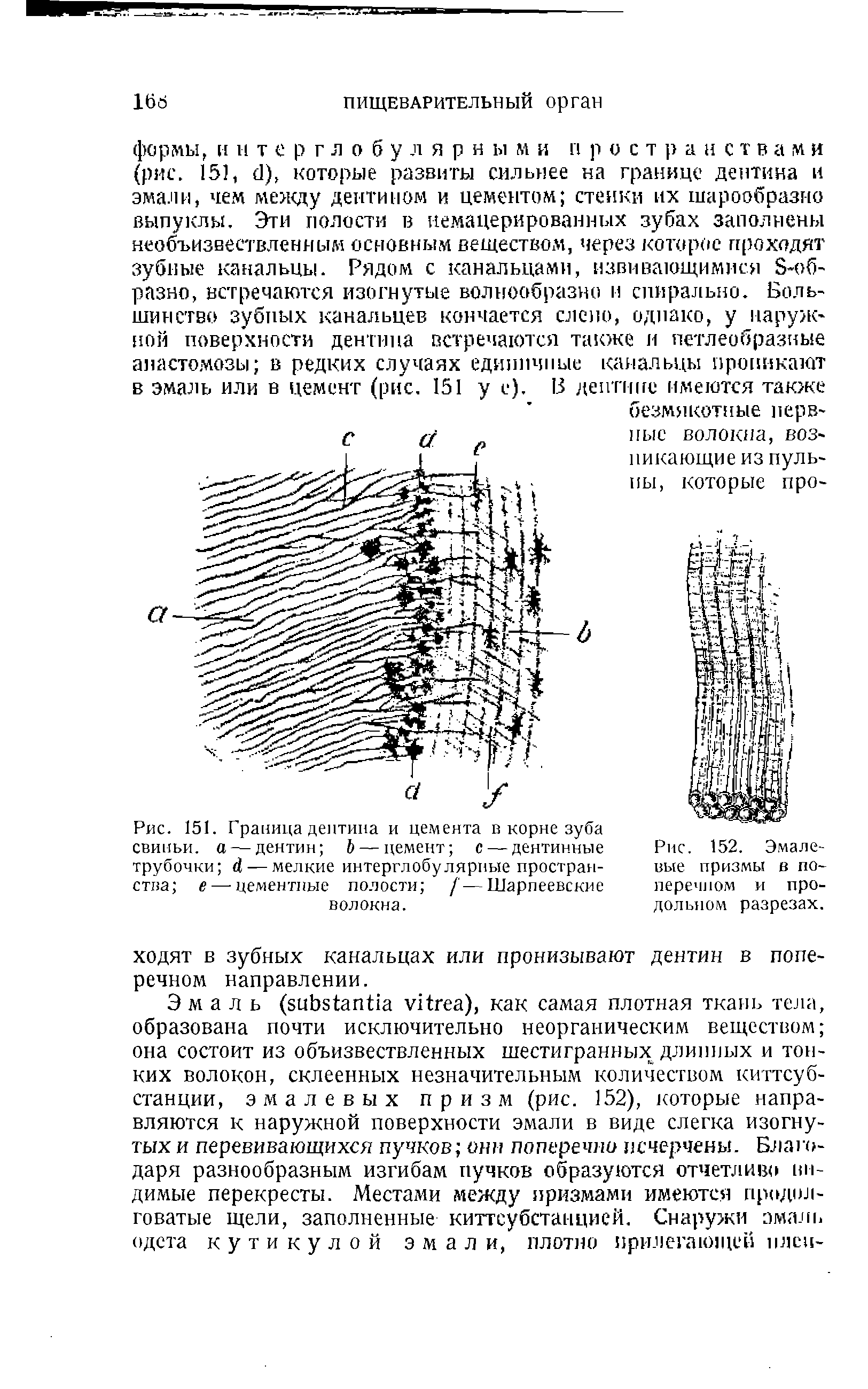 Рис. 151. Граница дентина и цемента в корне зуба свиньи, а — дентин Ь — цемент с — дентинные трубочки Л — мелкие интерглобулярные пространства е — цементные полости / —Шарпеевские волокна.