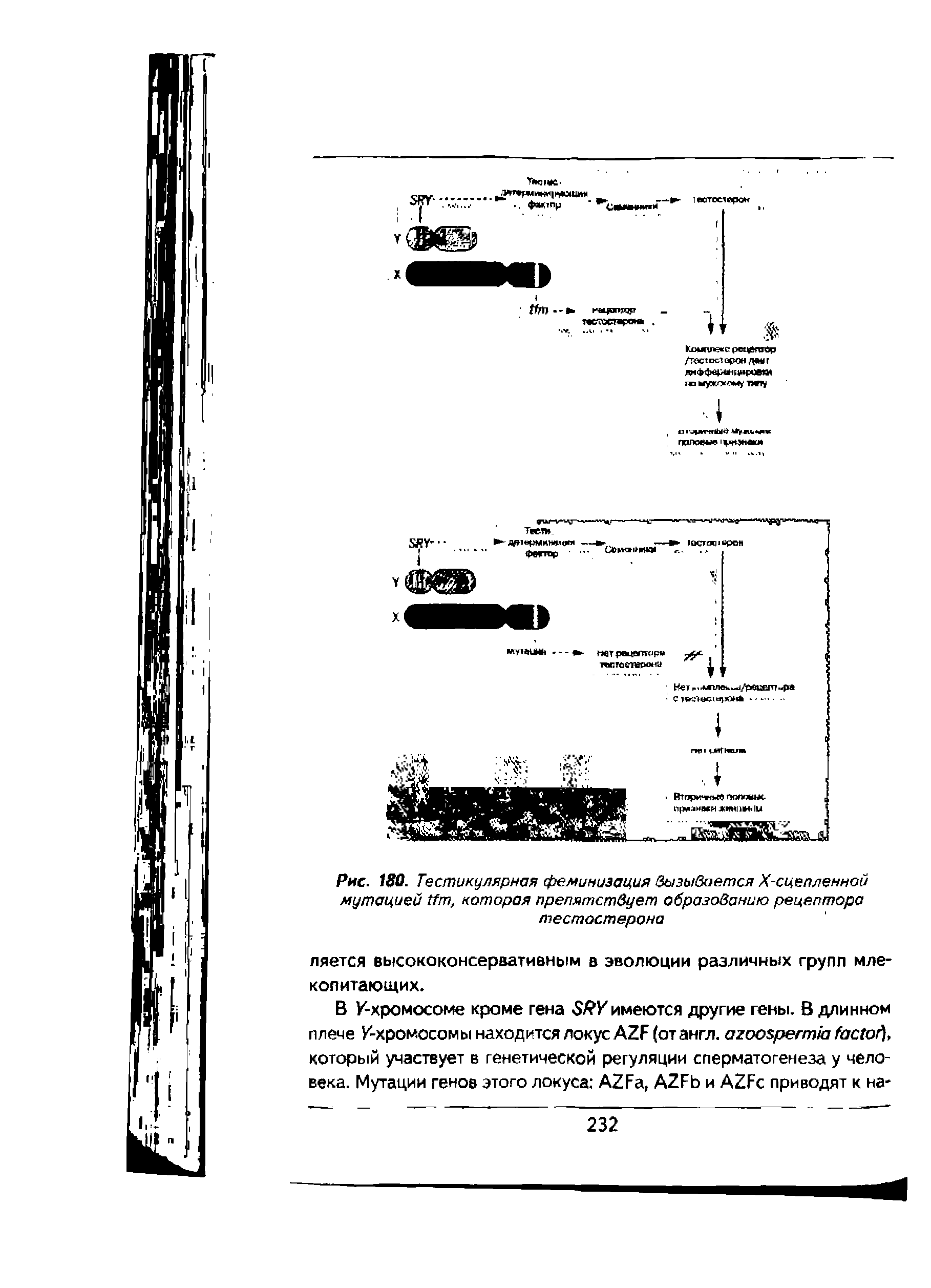 Рис. 180. Тестикулярная феминизация вызывается Х-сцепленной мутацией , которая препятствует образованию рецептора тестостерона...