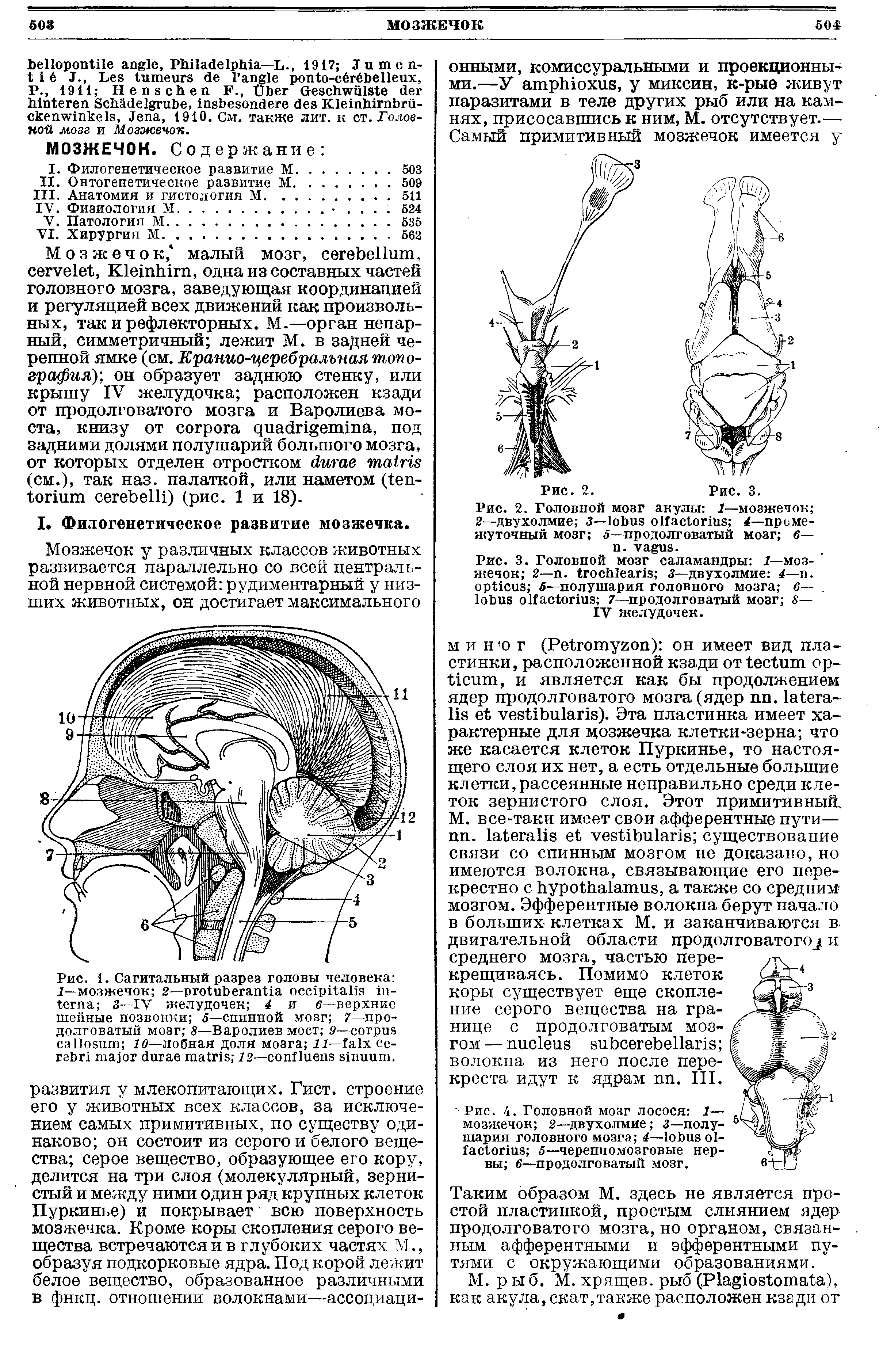 Рис. 3. Головной мозг саламандры Г—мозжечок 2—п. 3—двухолмие 4—п. 5—полушария головного мозга б— 7—продолговатый мозг 8— IV желудочек.