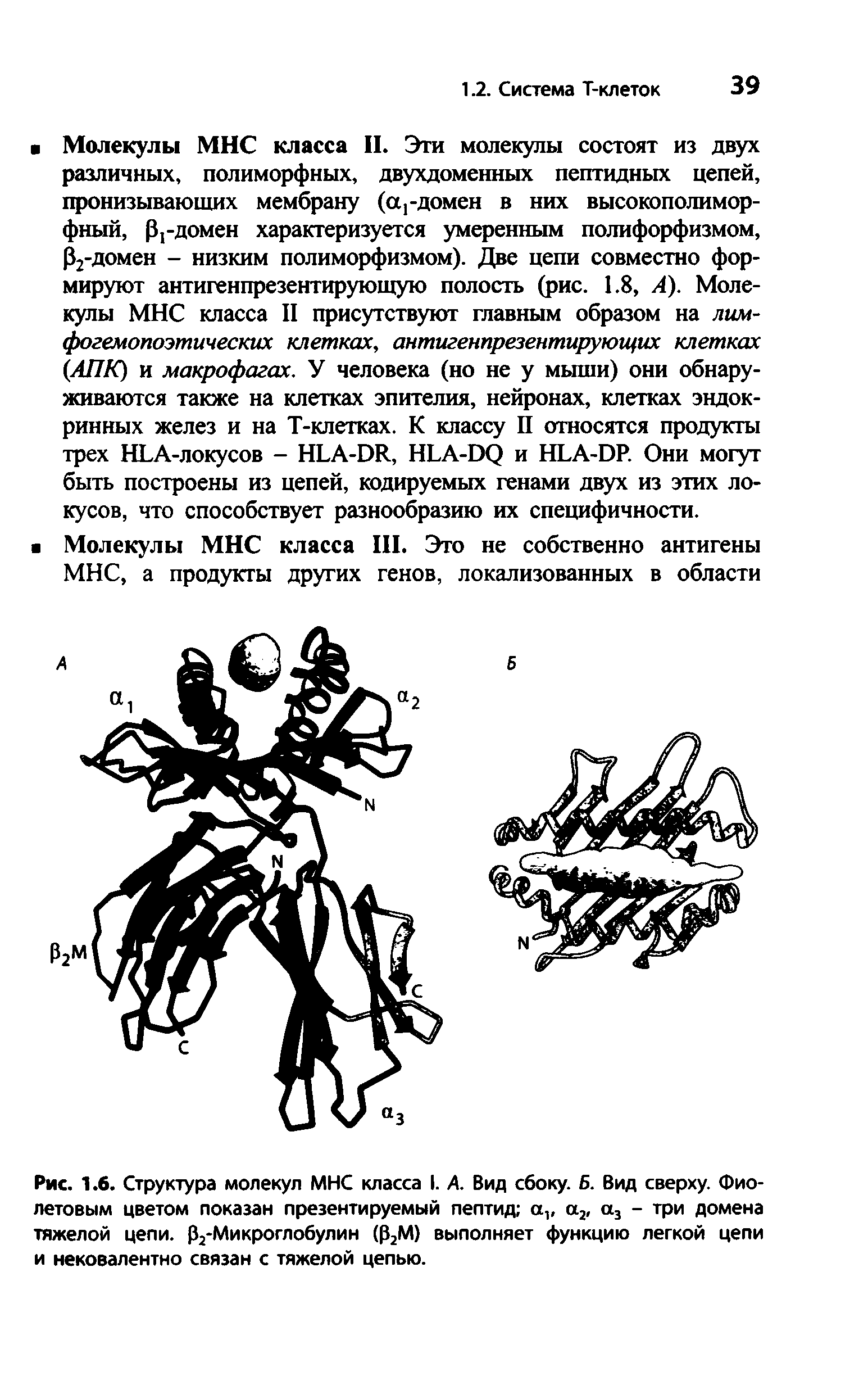 Рис. 1.6. Структура молекул МНС класса I. А. Вид сбоку. Б. Вид сверху. Фиолетовым цветом показан презентируемый пептид а, а2, а3 - три домена тяжелой цепи. р2-Микроглобулин (р2М) выполняет функцию легкой цепи и нековалентно связан с тяжелой цепью.