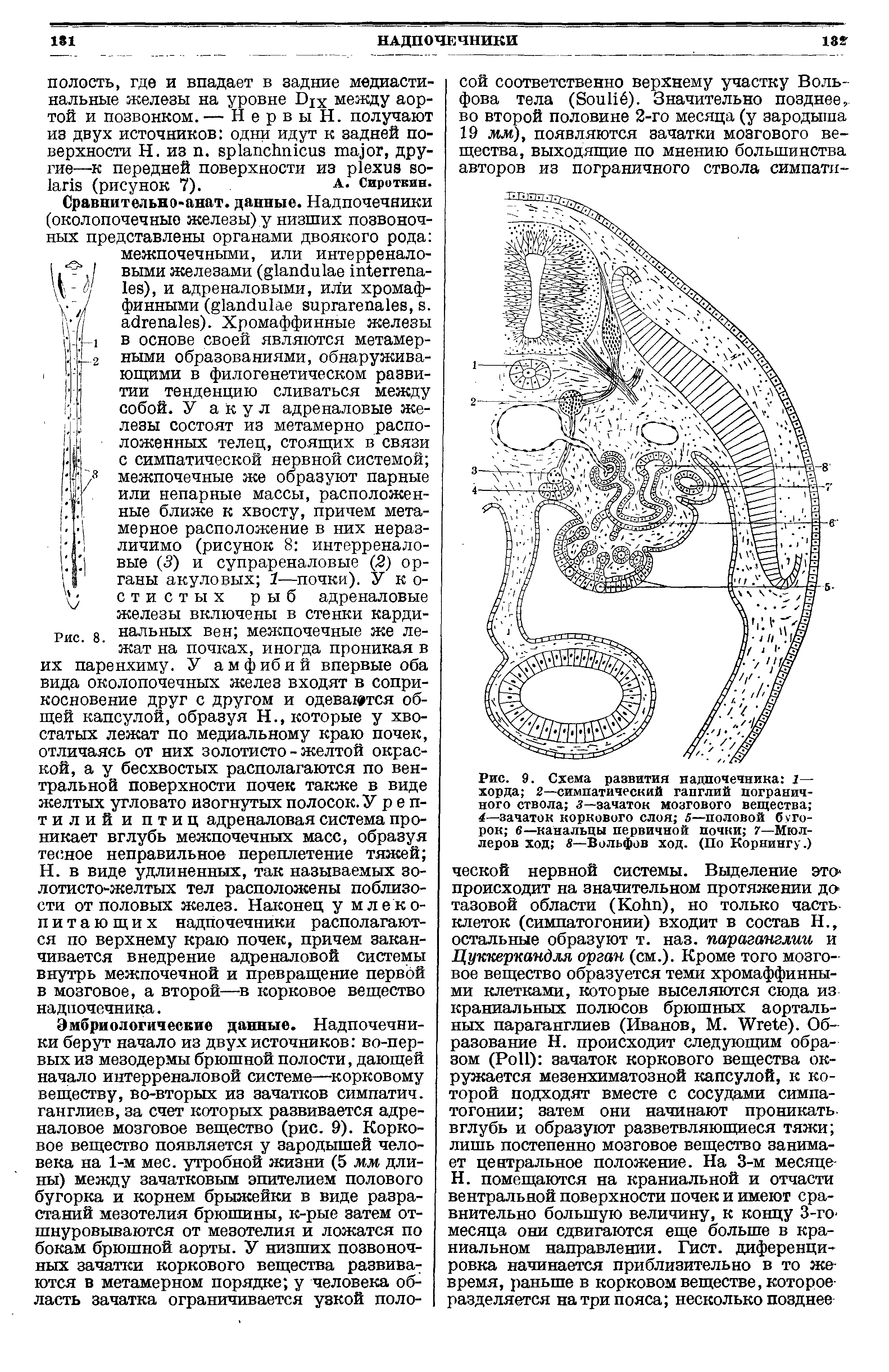 Рис. 9. Схема развития надпочечника 1— хорда 2—симпатический ганглий пограничного ствола 3—зачаток мозгового вещества 4—зачаток коркового слоя 5—половой бугорок в—канальцы первичной почки 7—Мюллеров ход 8—Вольфов ход. (По Корнингу.)...