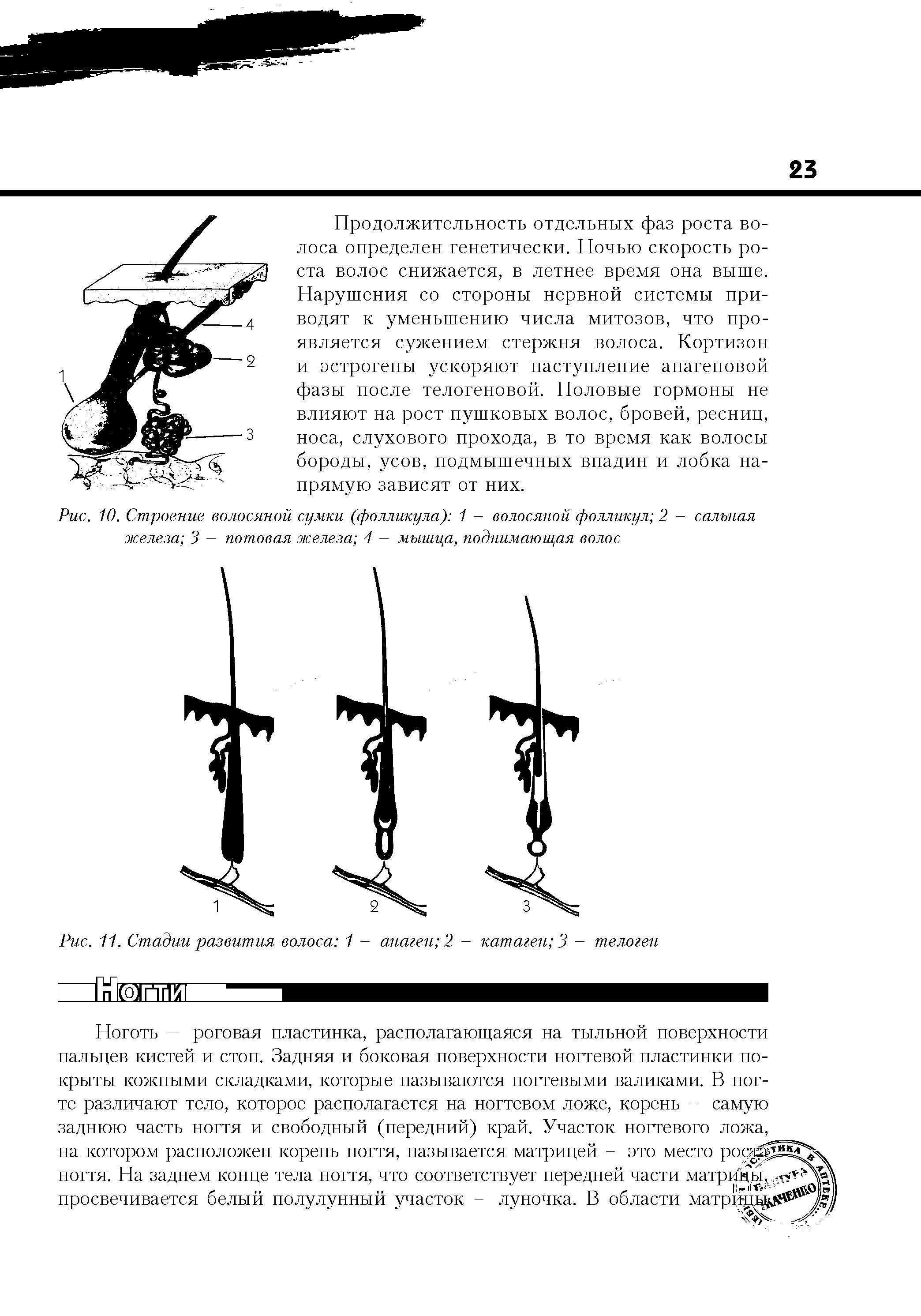 Рис. 11. Стадии развития волоса 1 - анаген 2 - катаген 3 - телоген...