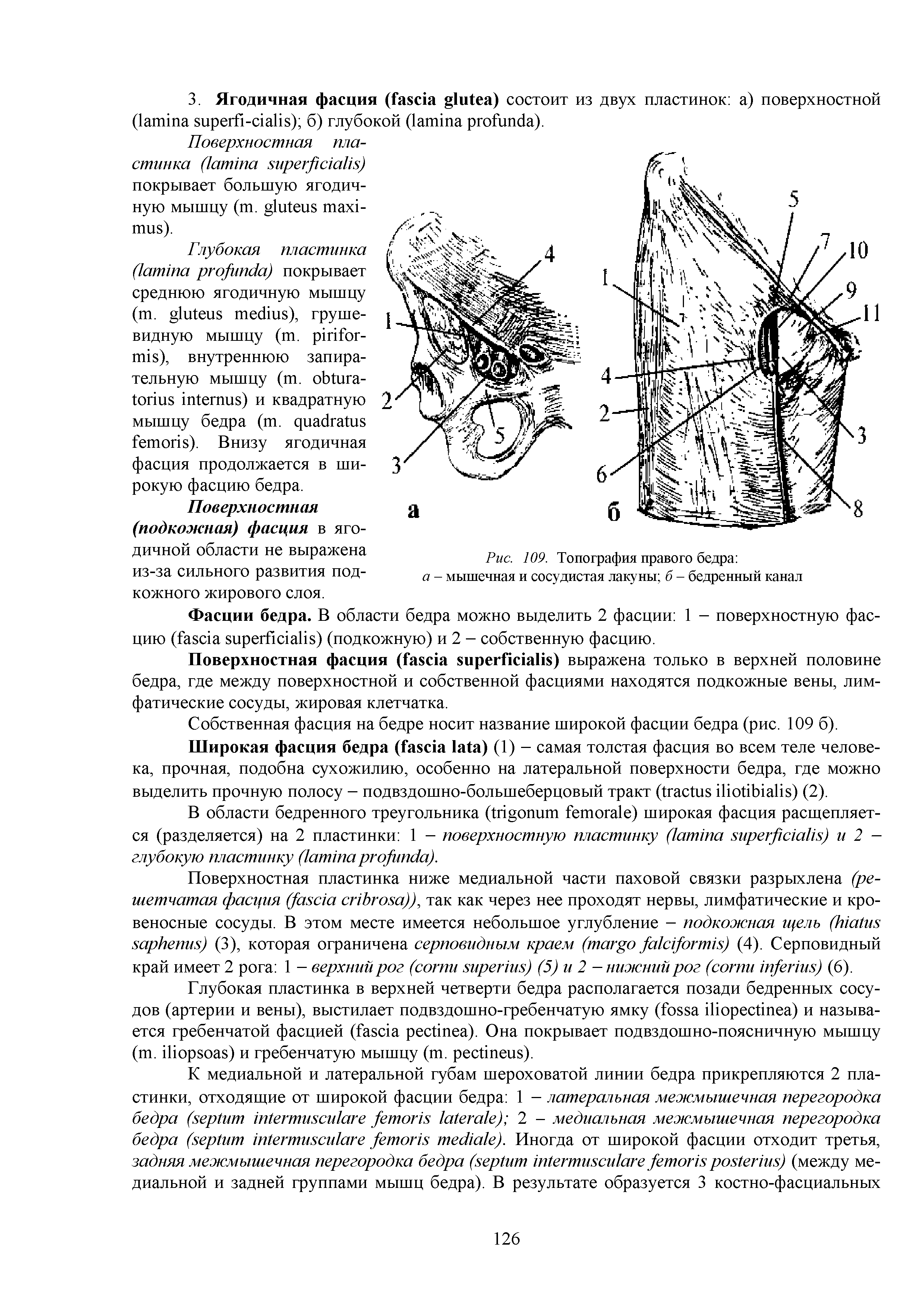 Рис. 109. Топография правого бедра а - мышечная и сосудистая лакуны б - бедренный канал...