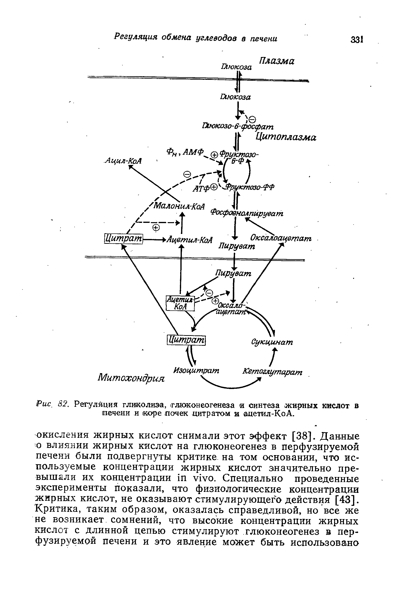 Рис. 82. Регуляция гликолиза, глюконеогенеза и синтеза жирных кислот в печени и коре почек цитратом и ацетил-КоА.