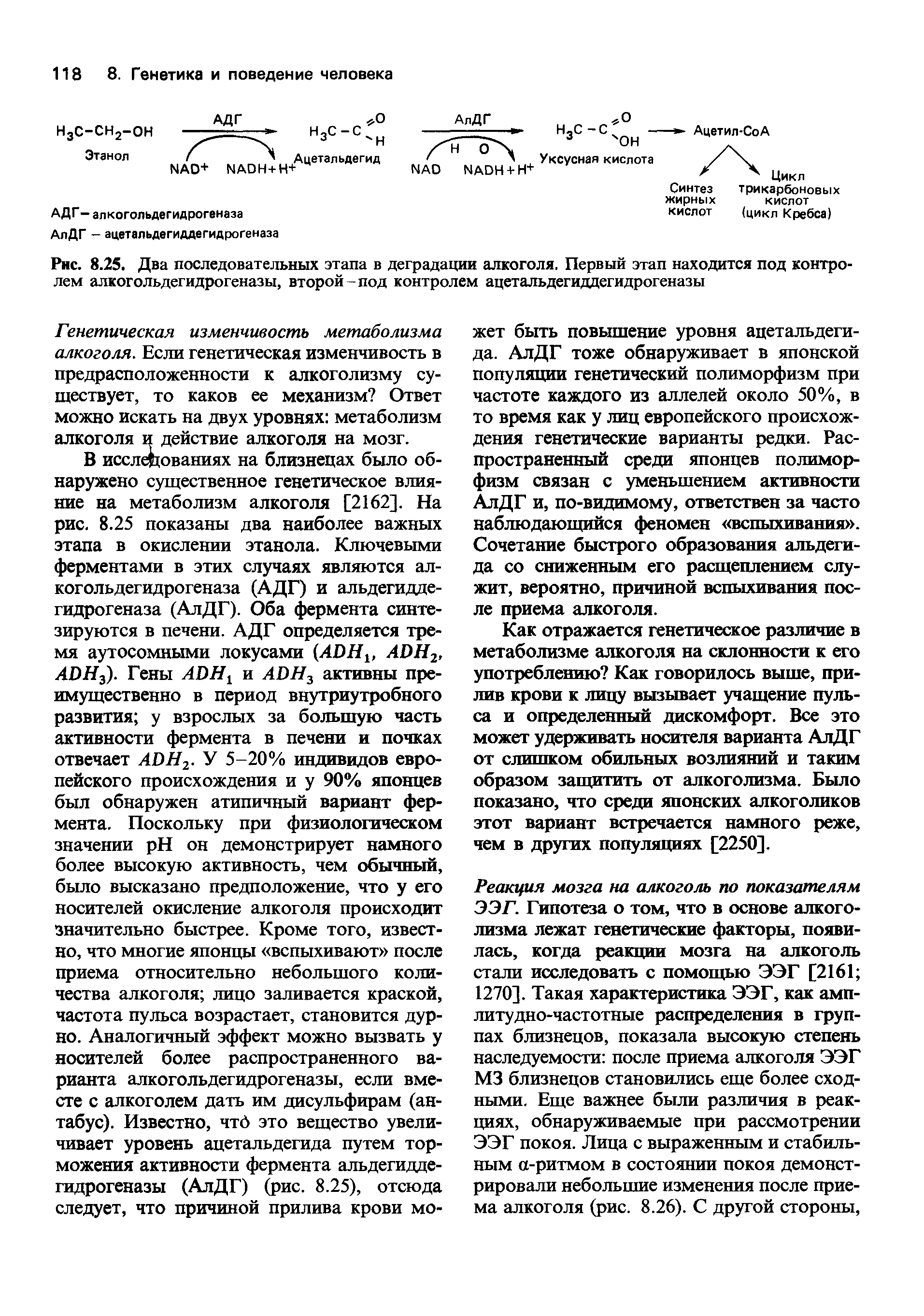 Рис. 8.25. Два последовательных этапа в деградации алкоголя. Первый этап находится под контролем алкогольдегидрогеназы, второй-под контролем ацетальдегиддегидрогеназы...