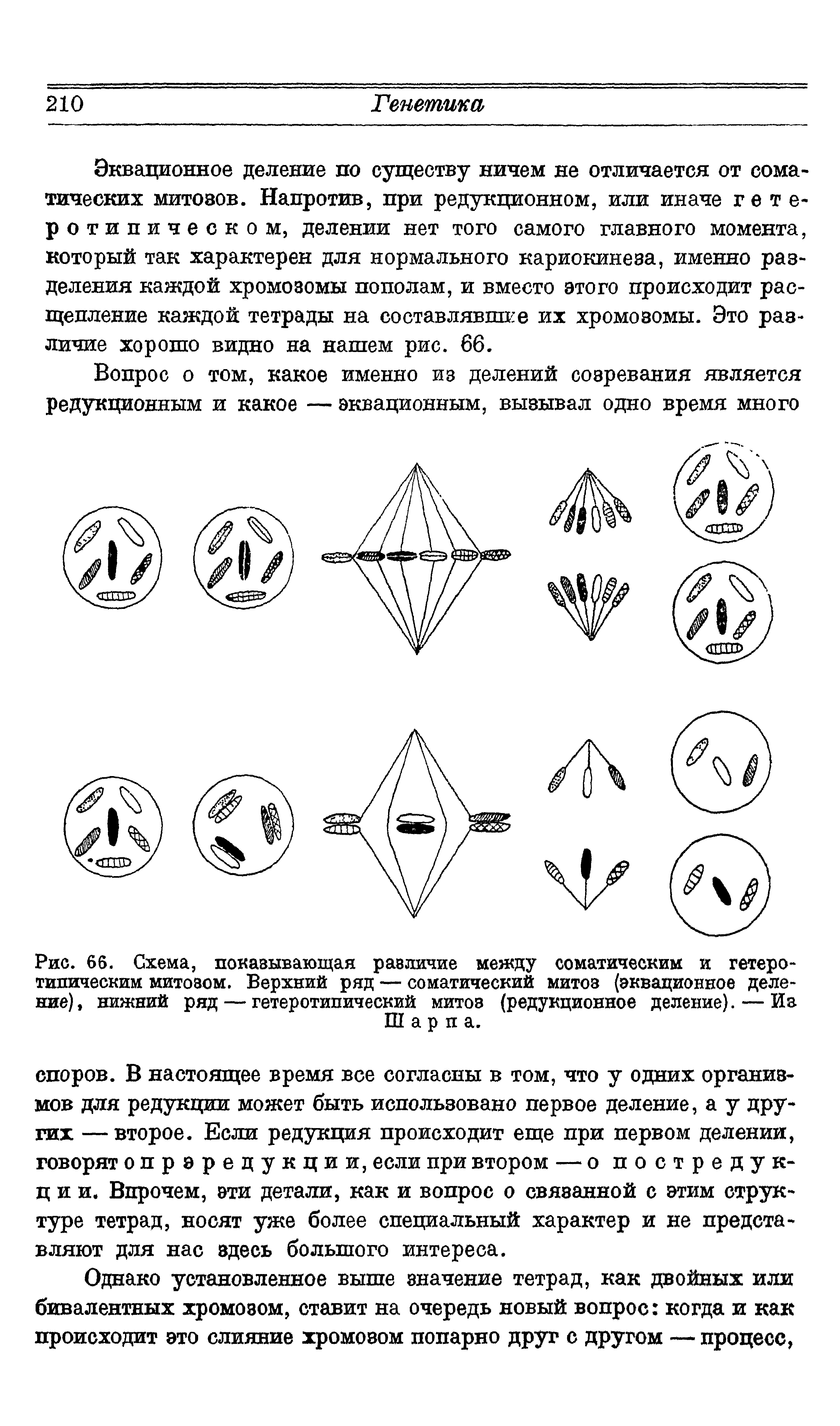 Рис. 66. Схема, показывающая различие между соматическим и гетеротипическим митозом. Верхний ряд — соматический митоз (эквационное деление), нижний ряд — гетеротипический митоз (редукционное деление). — Из...