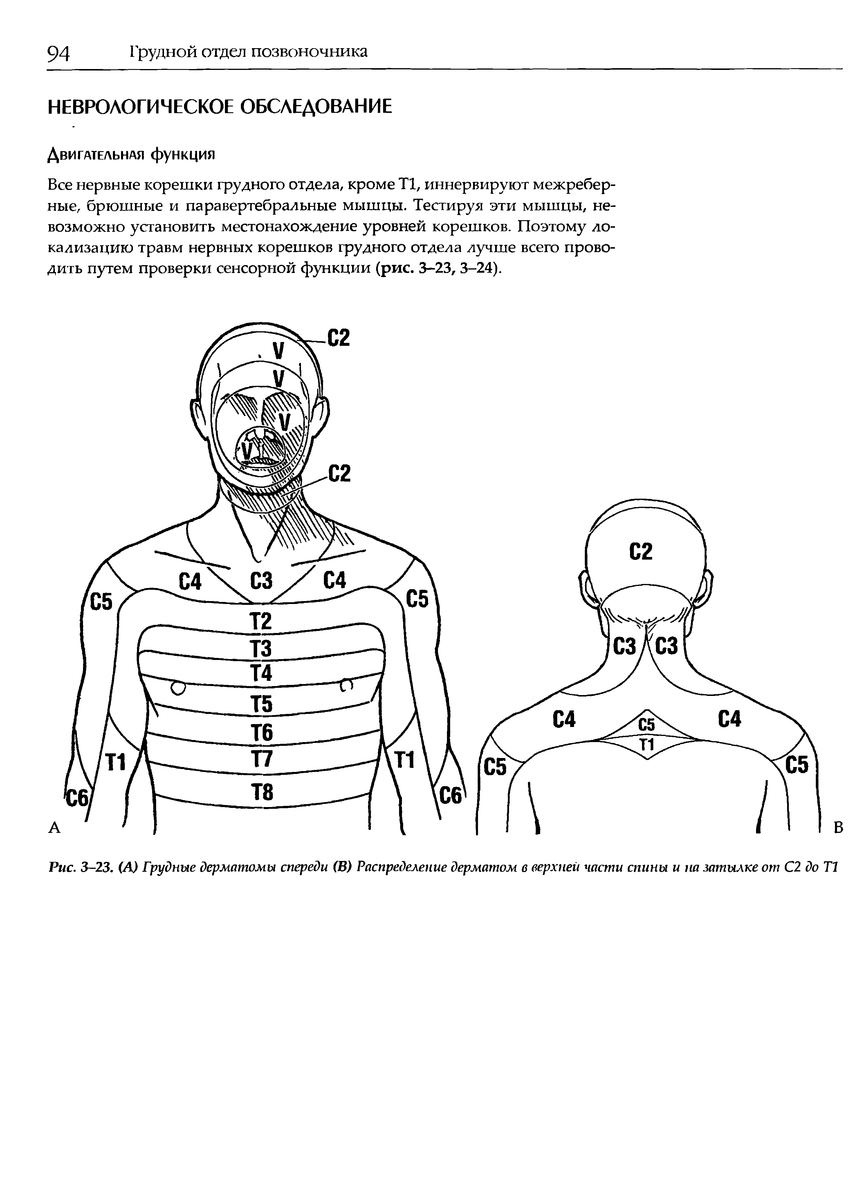 Рис. 3-23. (А) Грудные дерматомы спереди (В) Распределение дерматом в верхней части спины и на затылке от С2 до Т1...