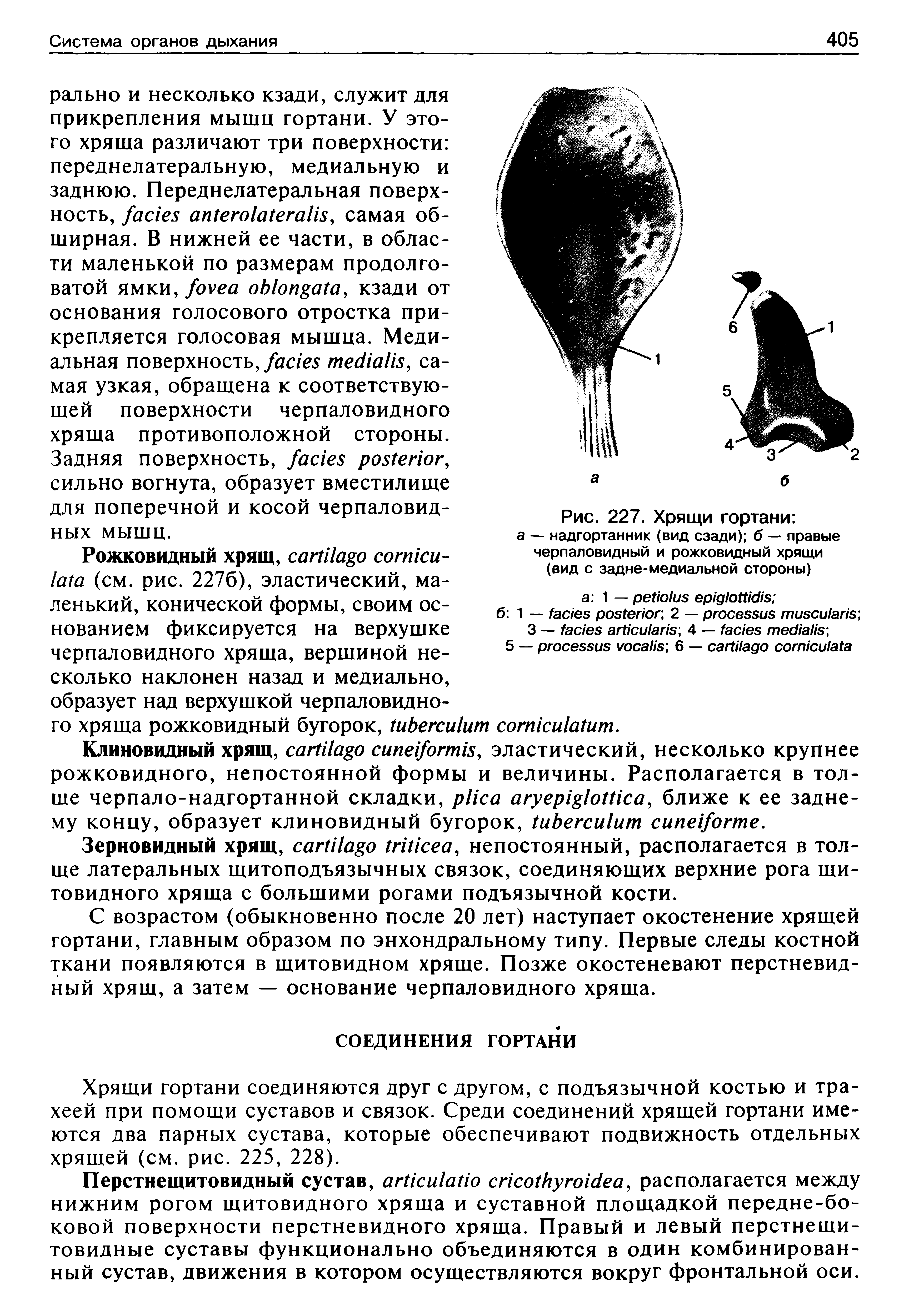 Рис. 227. Хрящи гортани а — надгортанник (вид сзади) б — правые черпаловидный и рожковидный хрящи (вид с задне-медиальной стороны)...