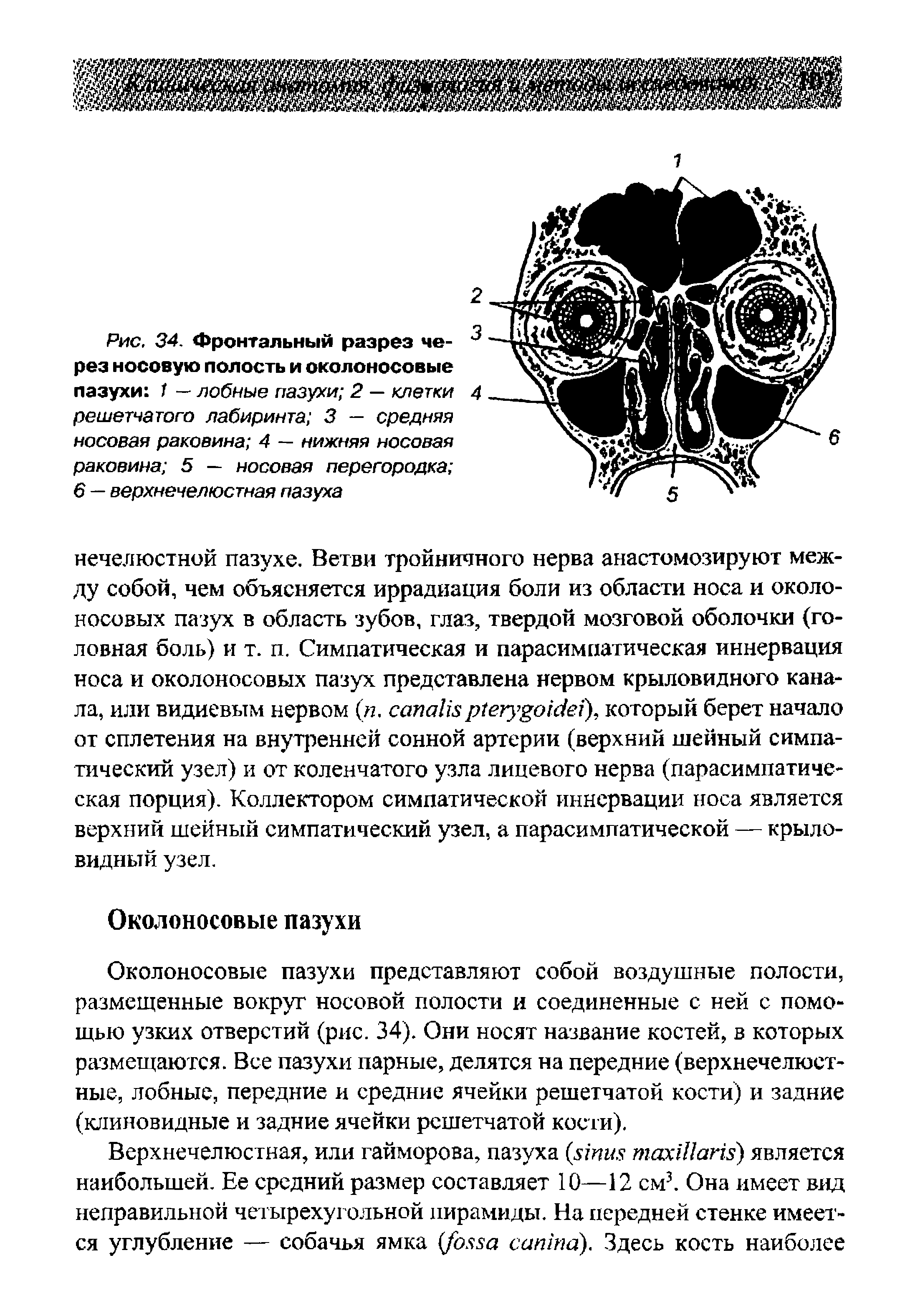 Рис. 34. Фронтальный разрез через носовую полость и околоносовые пазухи 1 — лобные пазухи 2 — клетки решетчатого лабиринта 3 — средняя носовая раковина 4 — нижняя носовая раковина 5 — носовая перегородка 6 — верхнечелюстная пазуха...