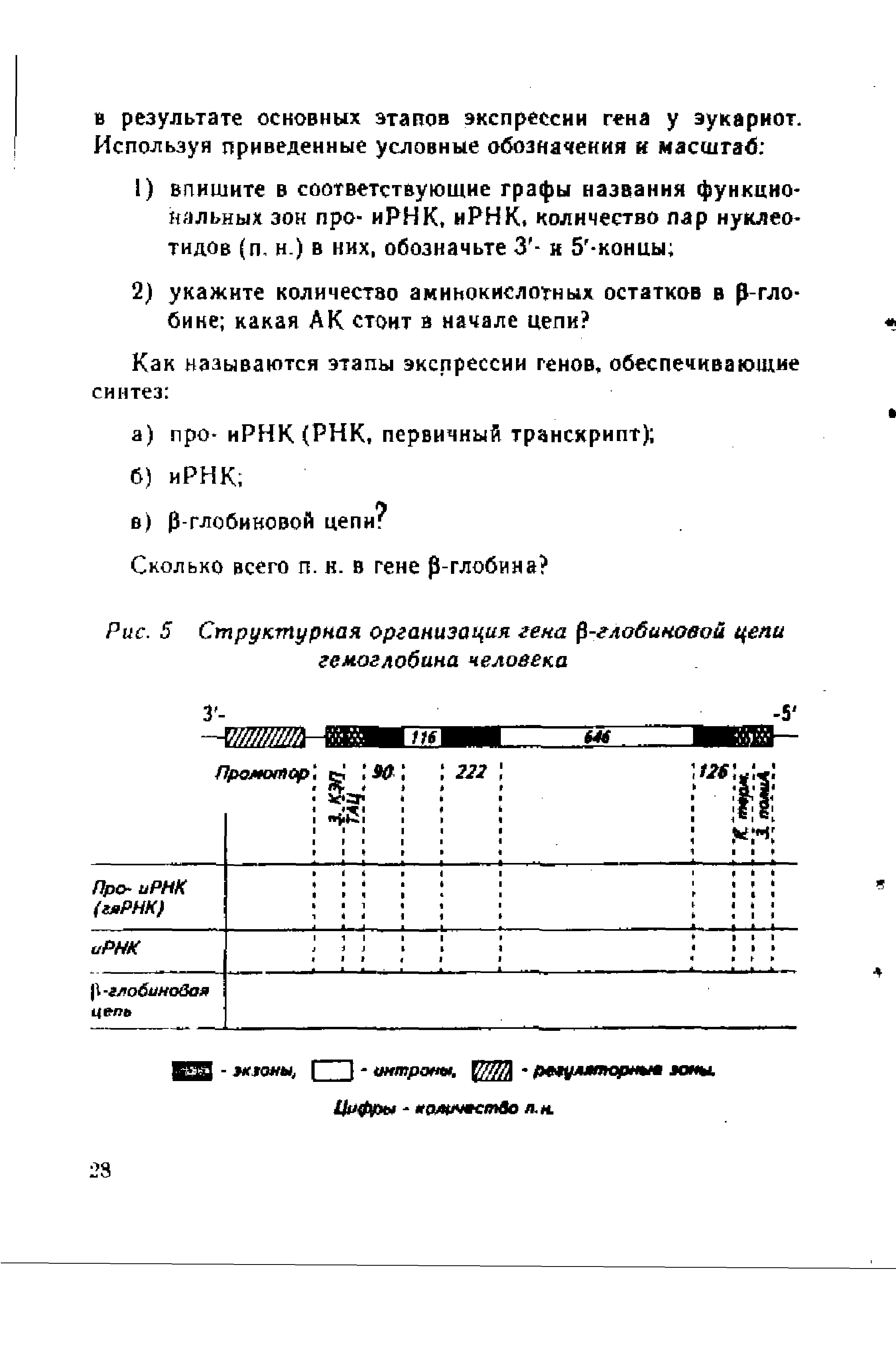 Рис. 5 Структурная организация гена -глобиновой цепи гемоглобина человека...