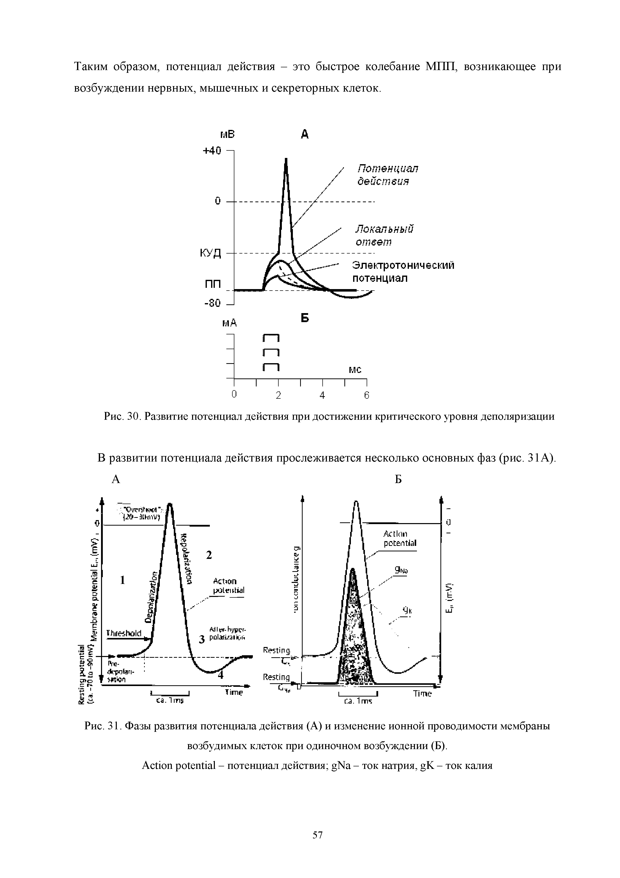 Рис. 31. Фазы развития потенциала действия (А) и изменение ионной проводимости мембраны возбудимых клеток при одиночном возбуждении (Б).