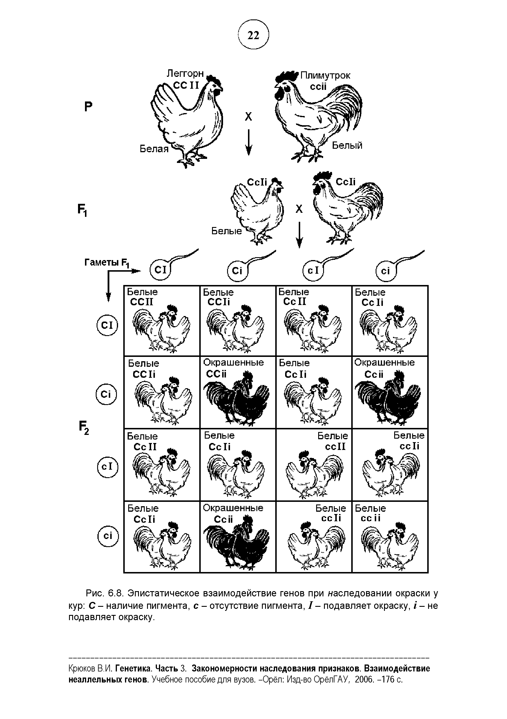 Рис. 6.8. Эпистатическое взаимодействие генов при наследовании окраски у кур С - наличие пигмента, с - отсутствие пигмента, I - подавляет окраску, / - не подавляет окраску.