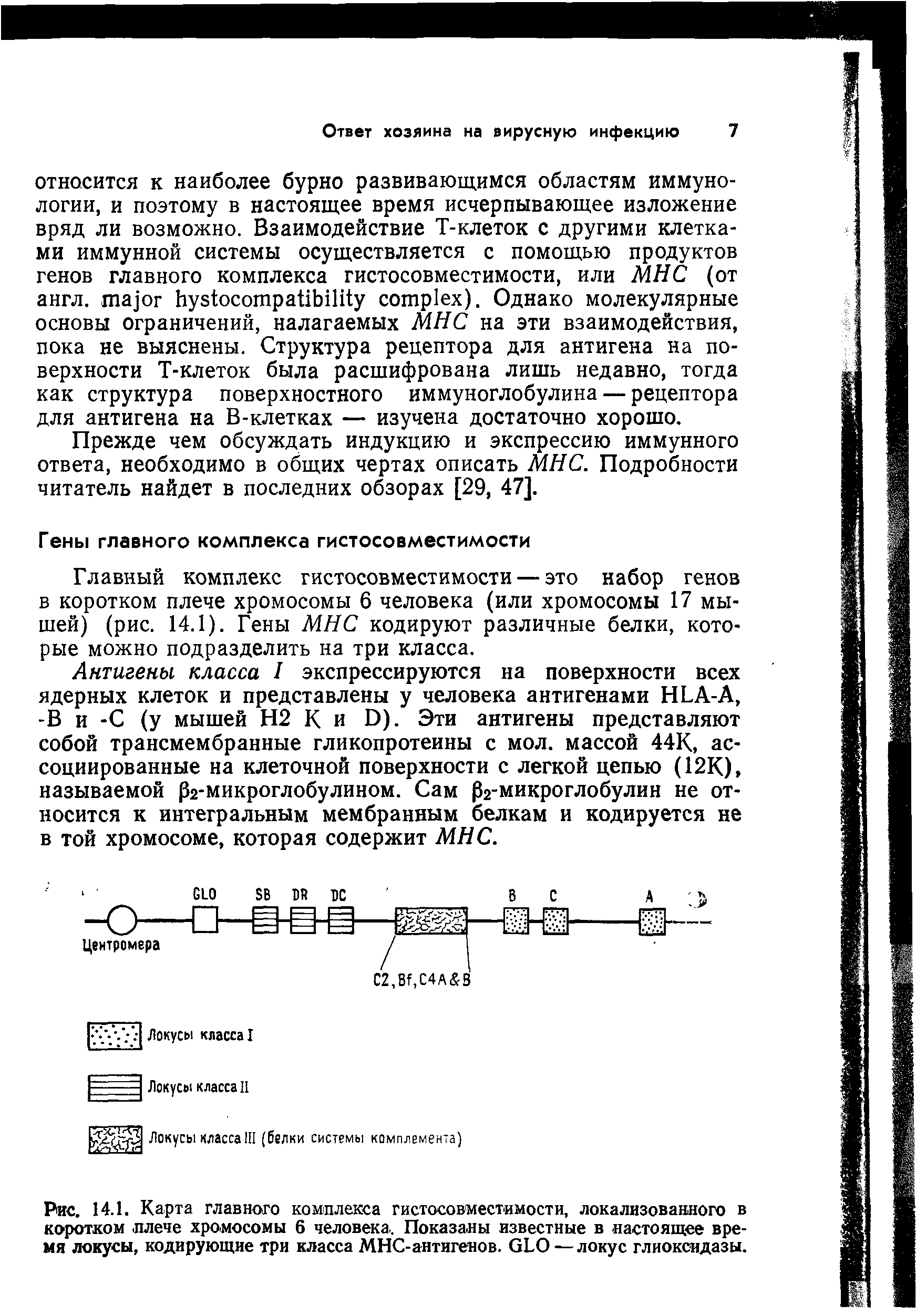 Рис. 14.1. Карта главного комплекса гистосовместимости, локализованного в коротком. плече хромосомы 6 человека.. Показаны известные в настоящее время локусы, кодирующие три класса МНС-антигенов. йЬО—локус глиоксидазы.