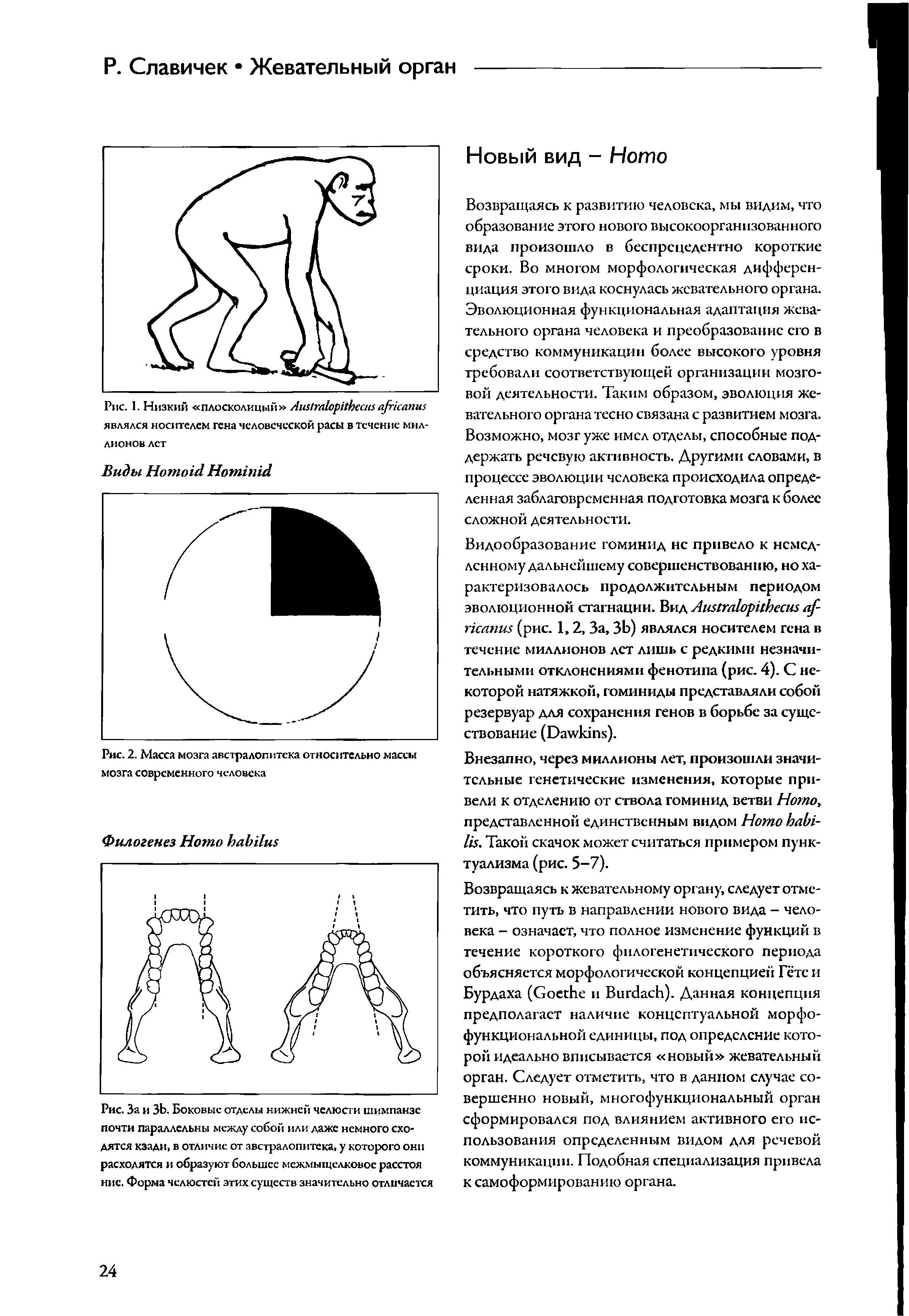 Рис. 1. Низкий плосколицый АиМпАорИЬесш аркати являлся носителем гена человеческой расы в течение мил-...