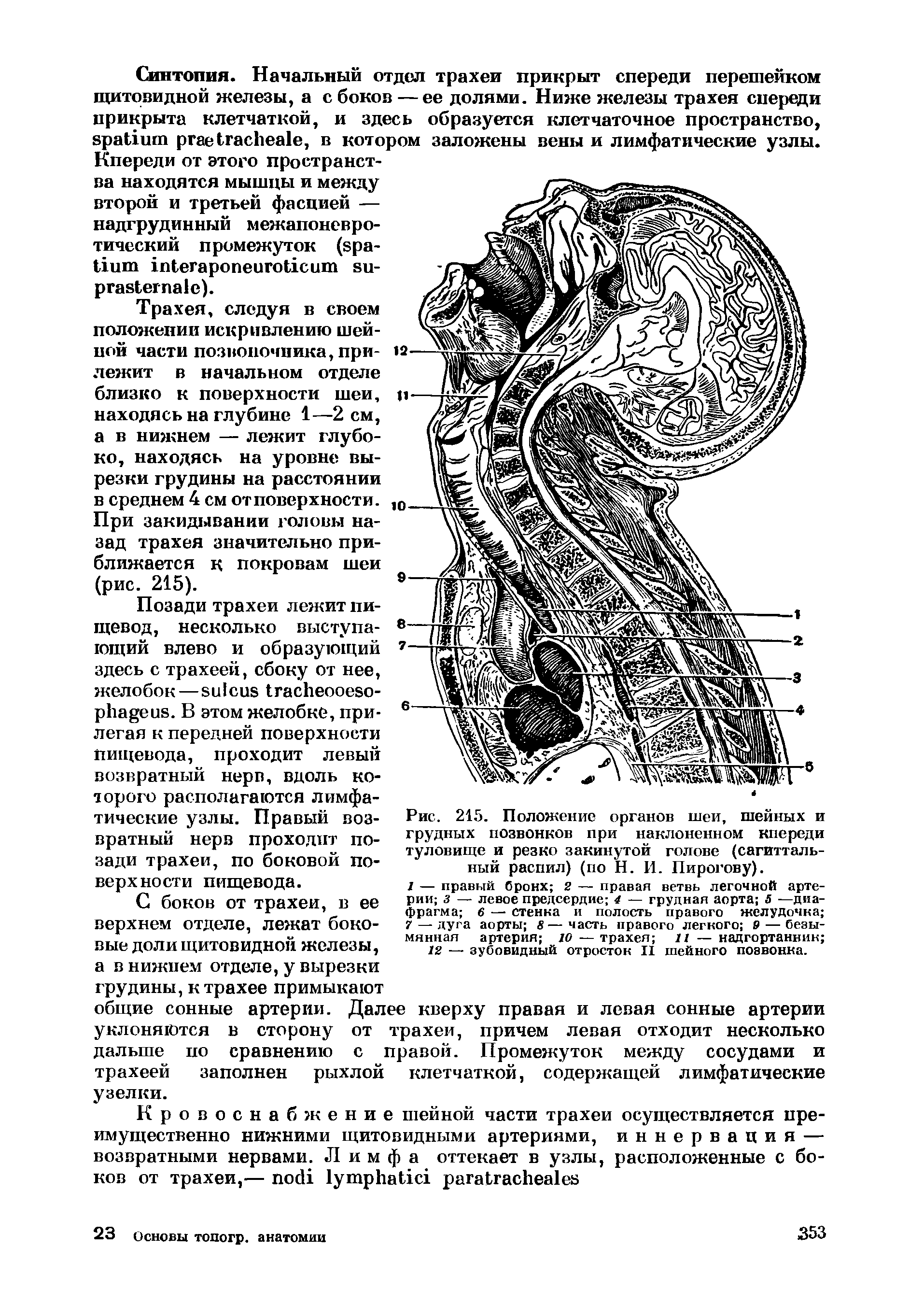 Рис. 215. Положение органов шеи, шейных и грудных позвонков при наклоненном кпереди туловище и резко закинутой голове (сагиттальный распил) (по Н. И. Пирогову).