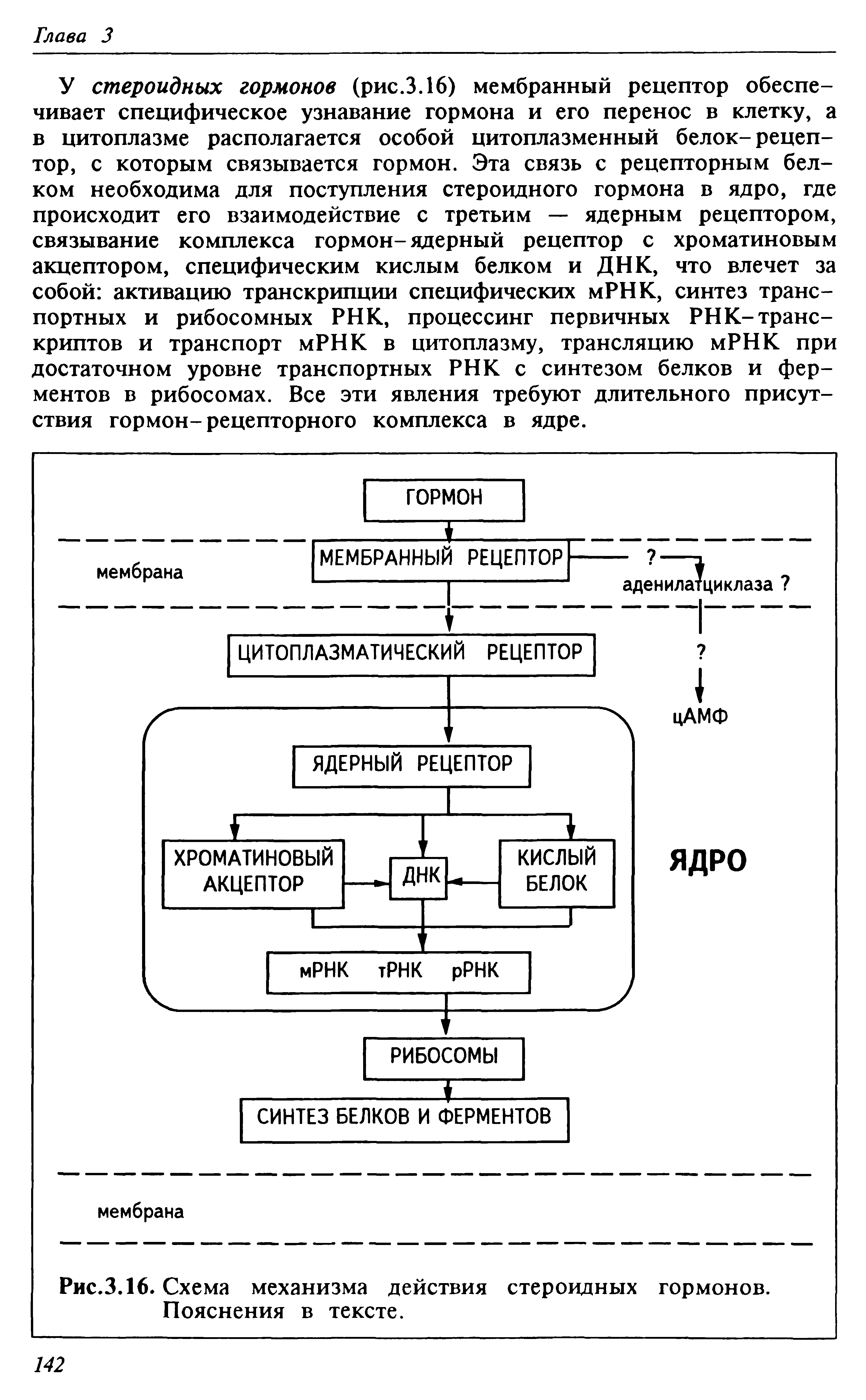Рис.3.16. Схема механизма действия стероидных гормонов. Пояснения в тексте.