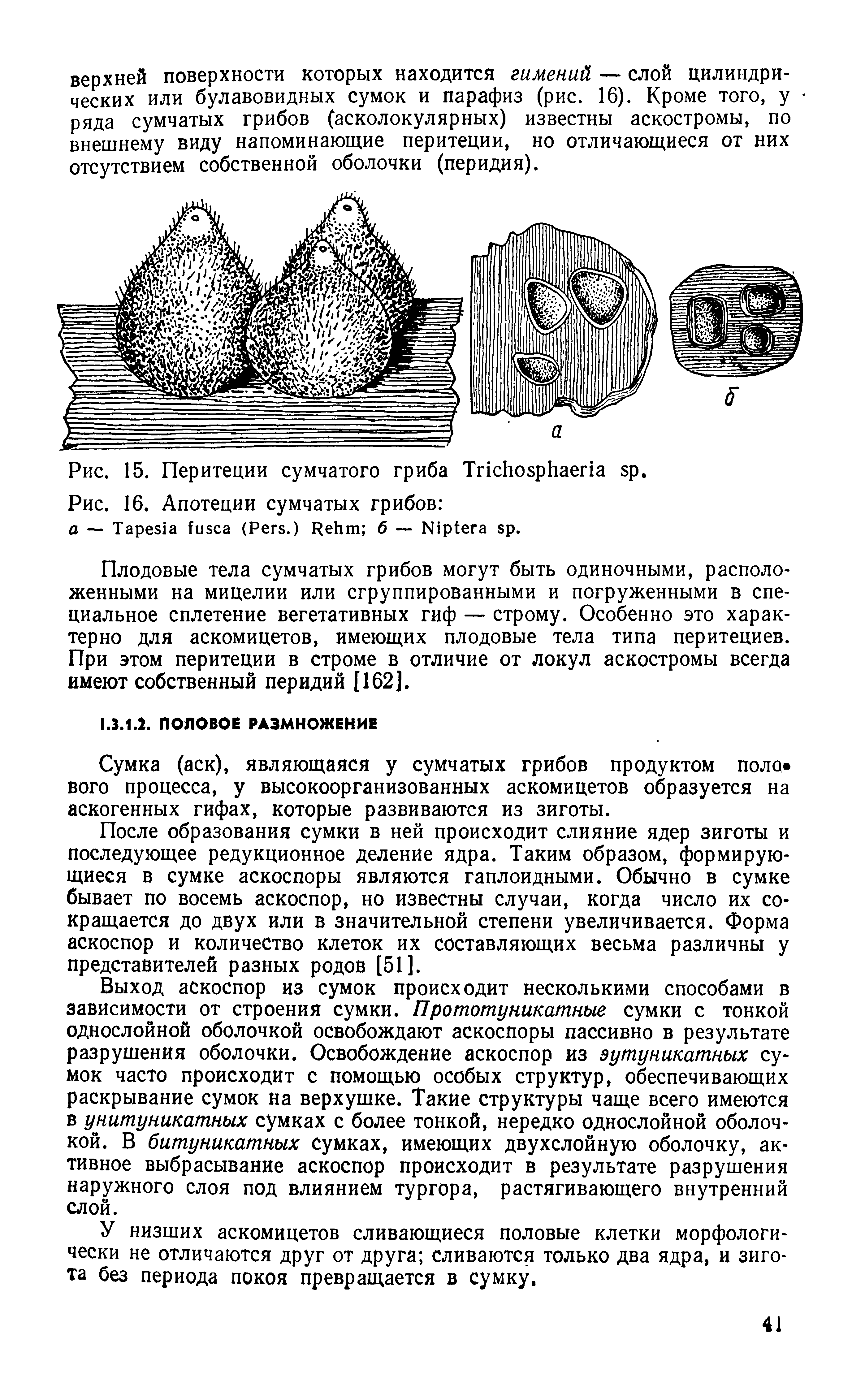 Рис. 16. Апотеции сумчатых грибов а — T (P .) R б — N .